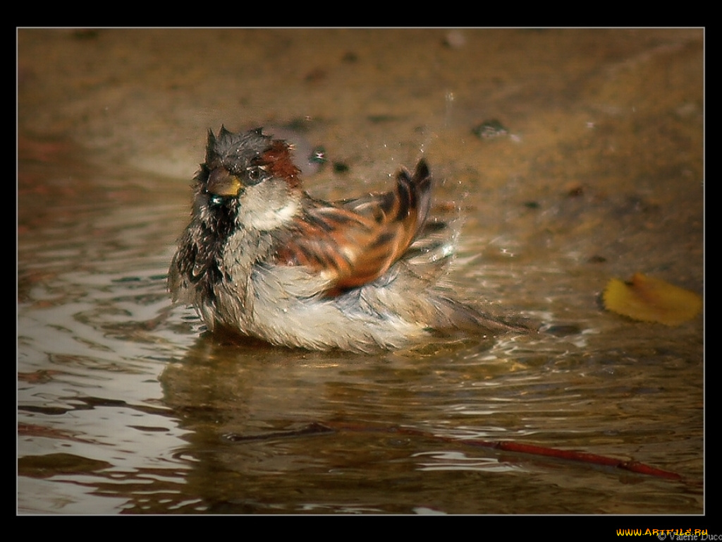 животные, воробьи