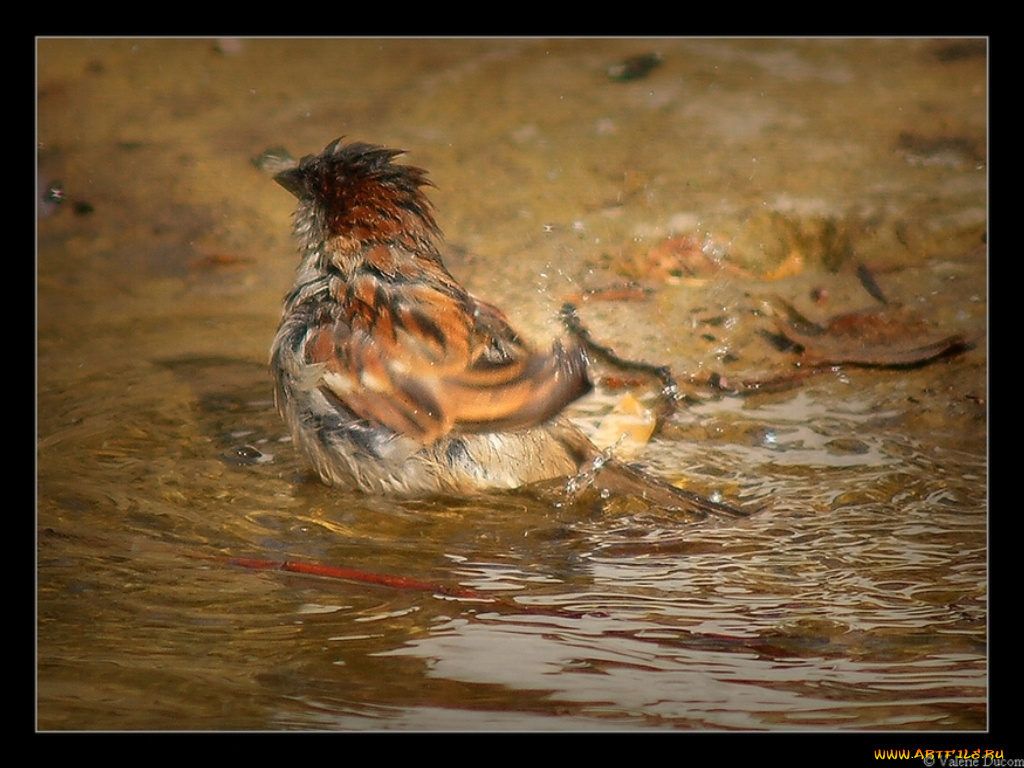 животные, воробьи