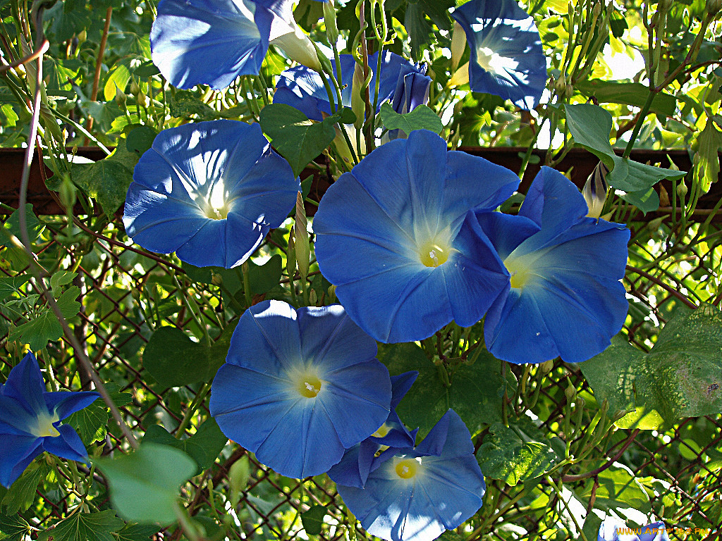 цветы, вьюнки, ипомеи