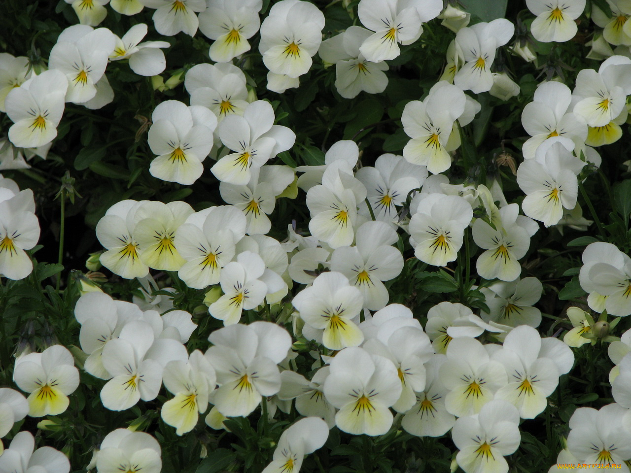 цветы, анютины, глазки, садовые, фиалки