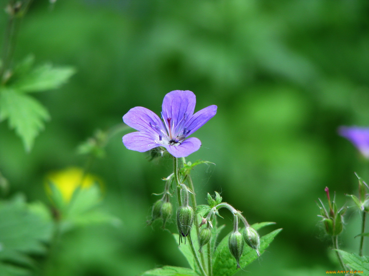 цветы, герань