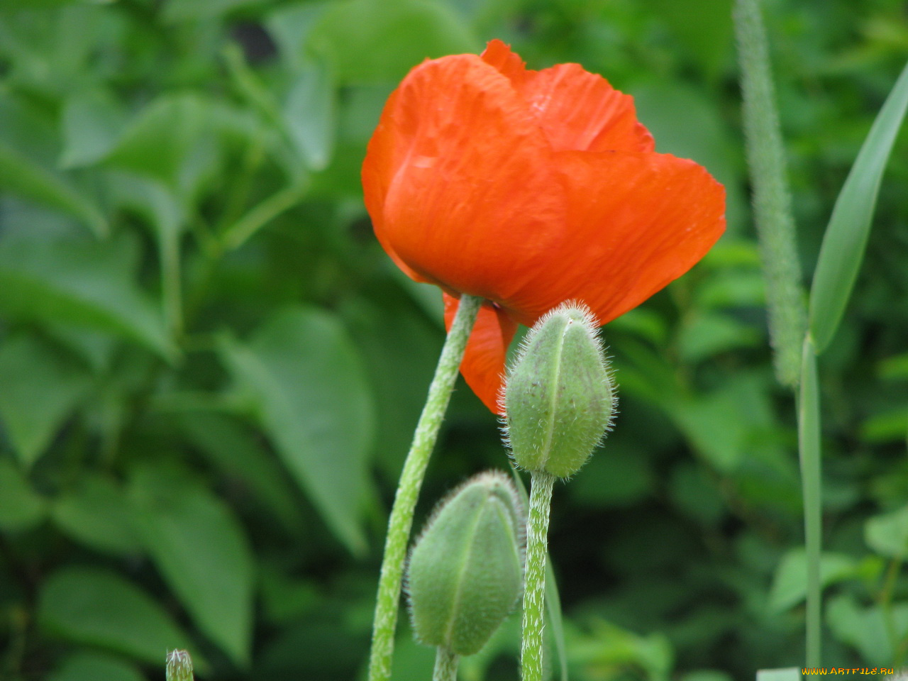 цветы, маки