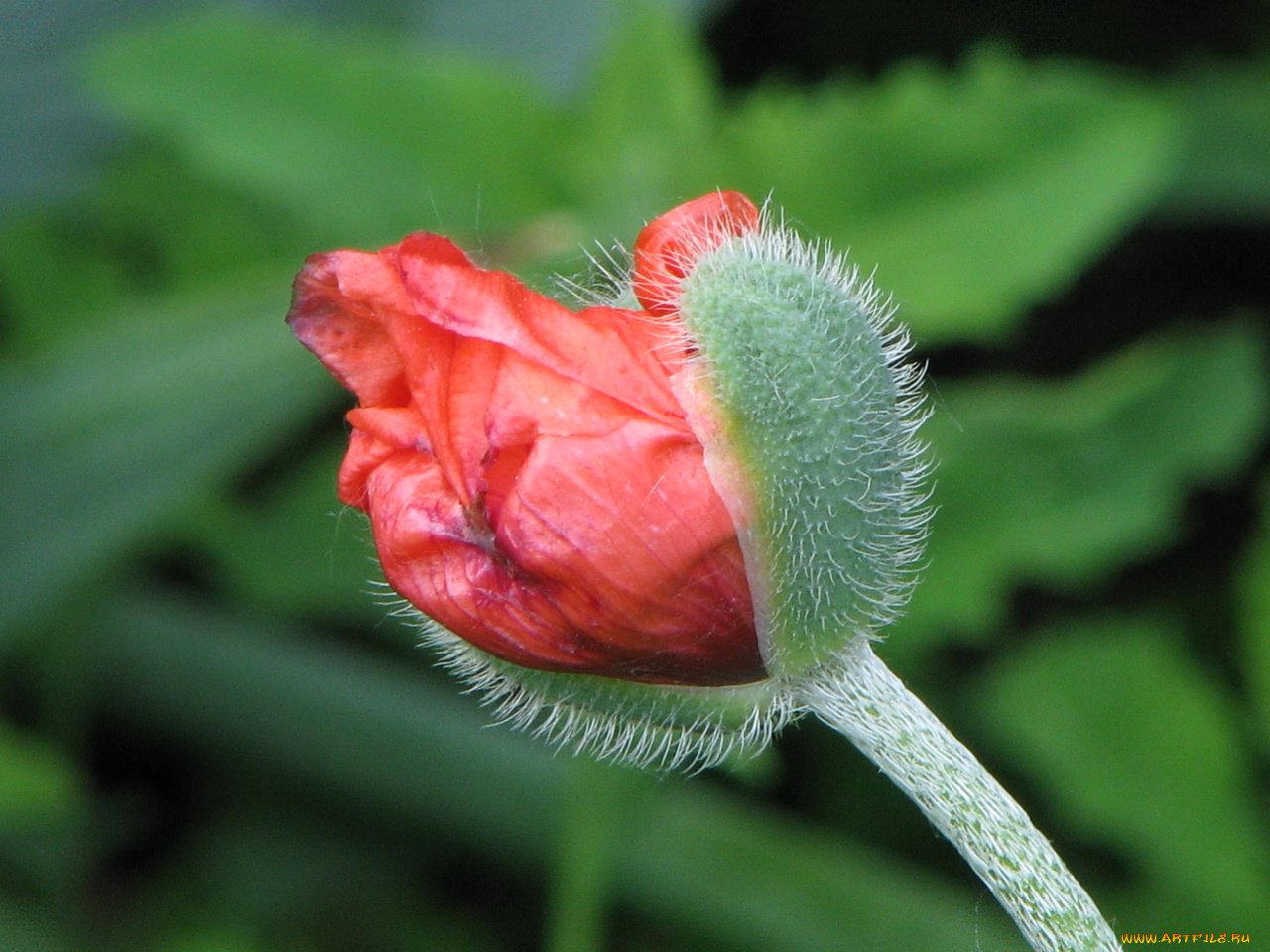 цветы, маки