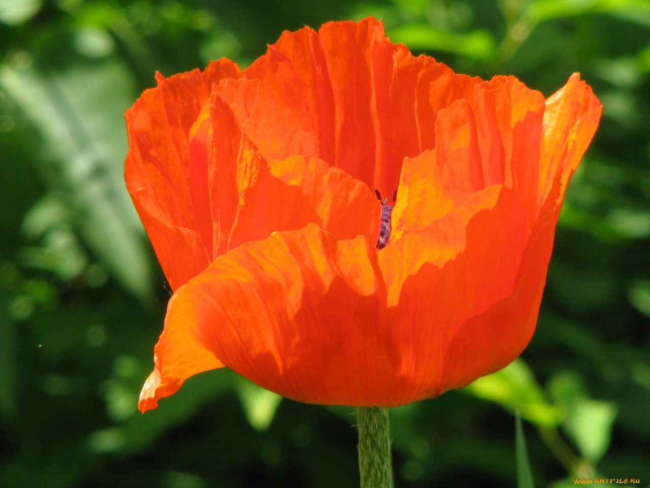 цветы, маки