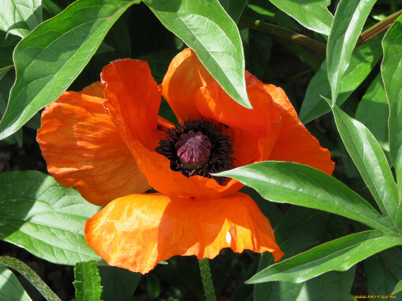 цветы, маки