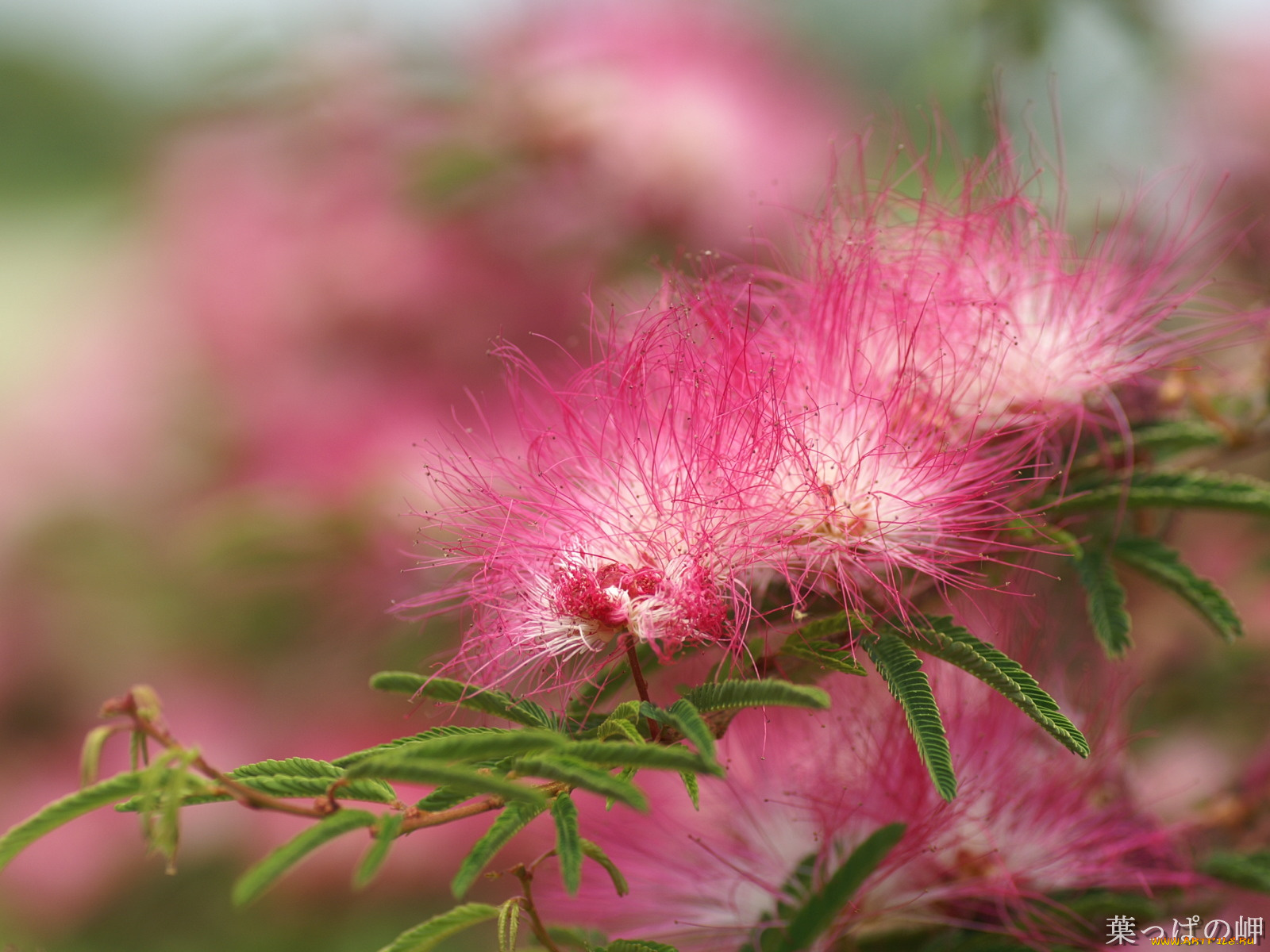 цветы, акация