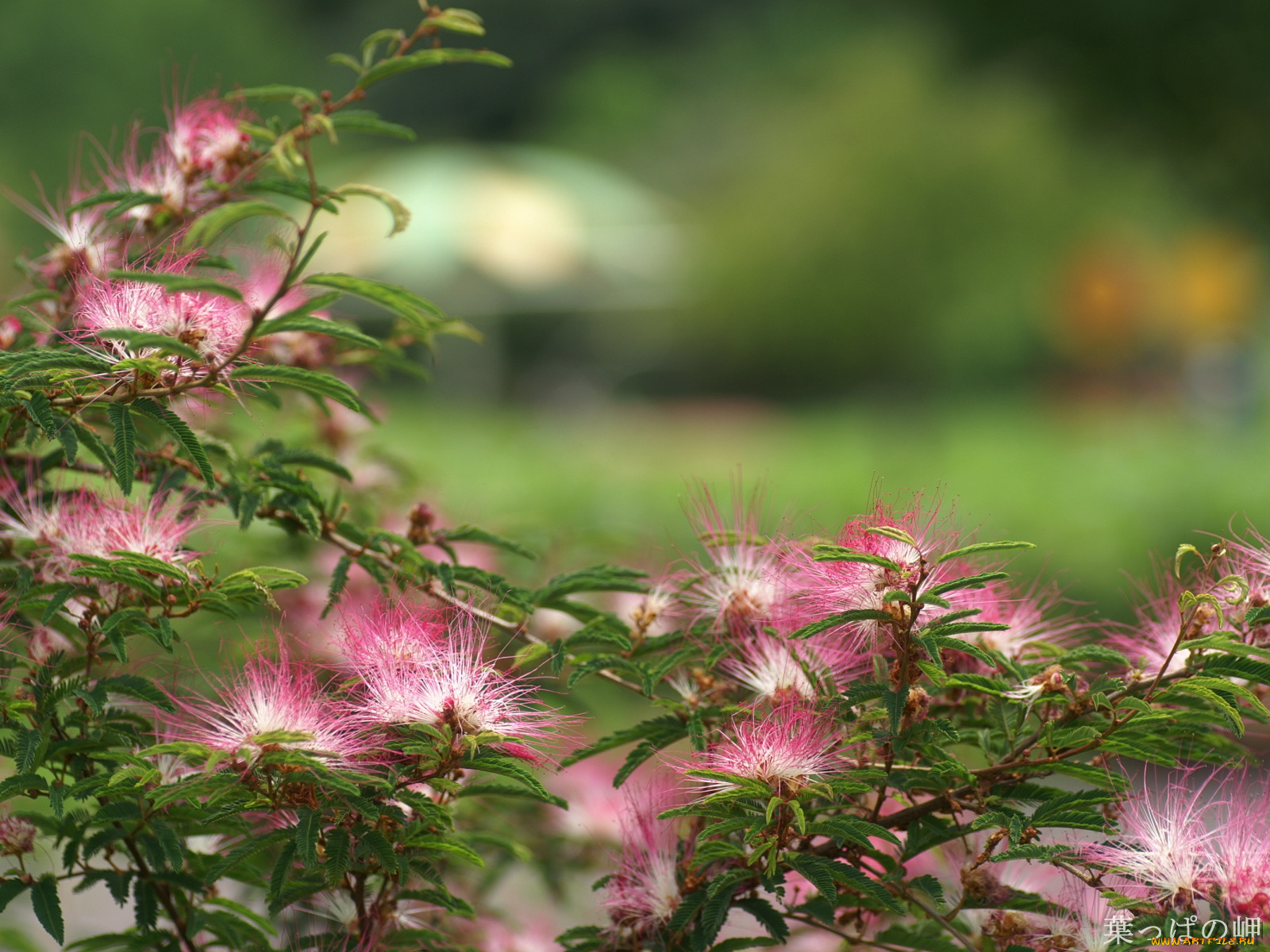 цветы, акация