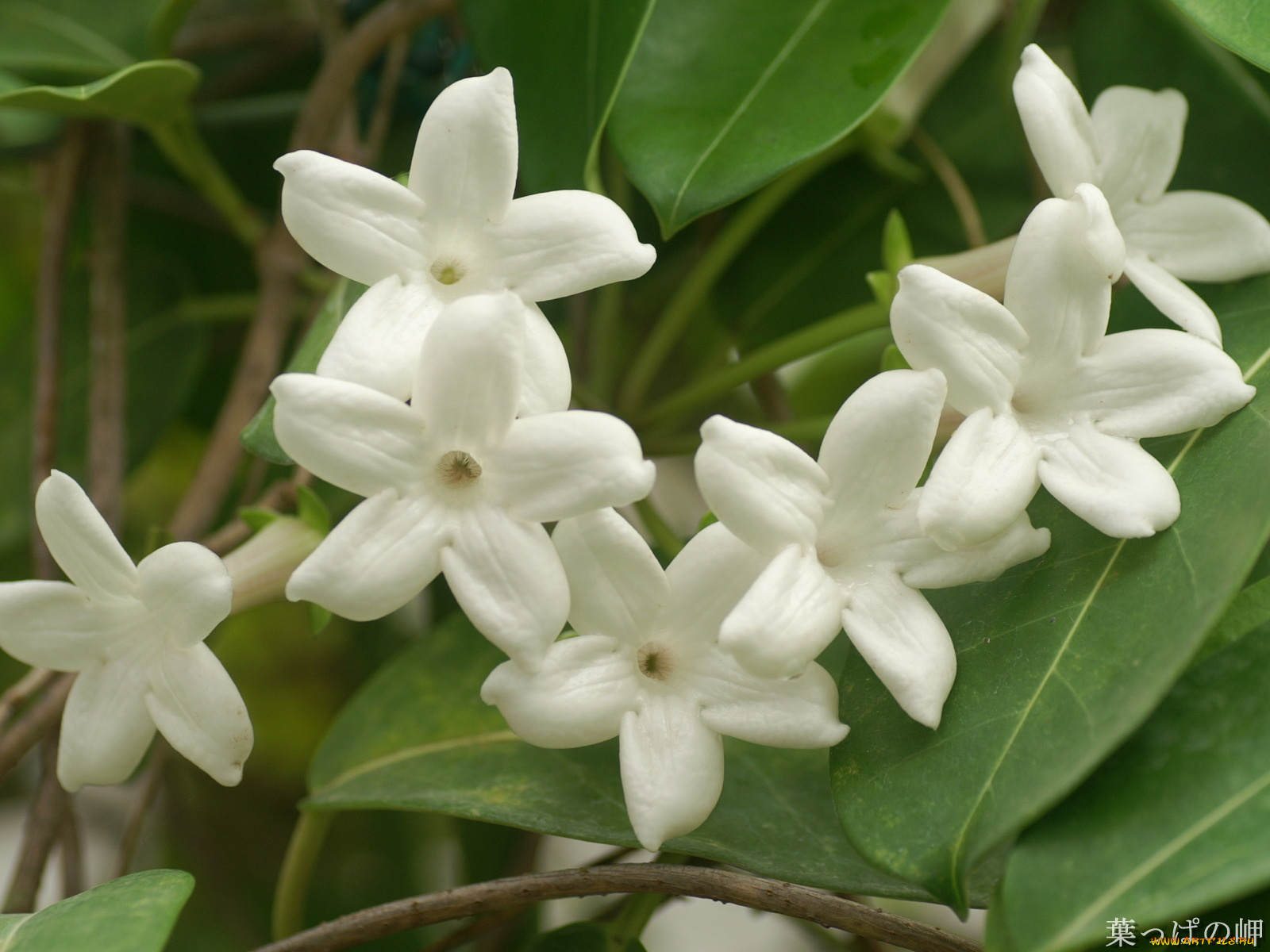 цветы, цветущие, деревья, кустарники