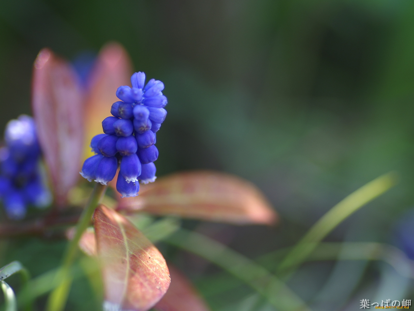 цветы, гиацинты