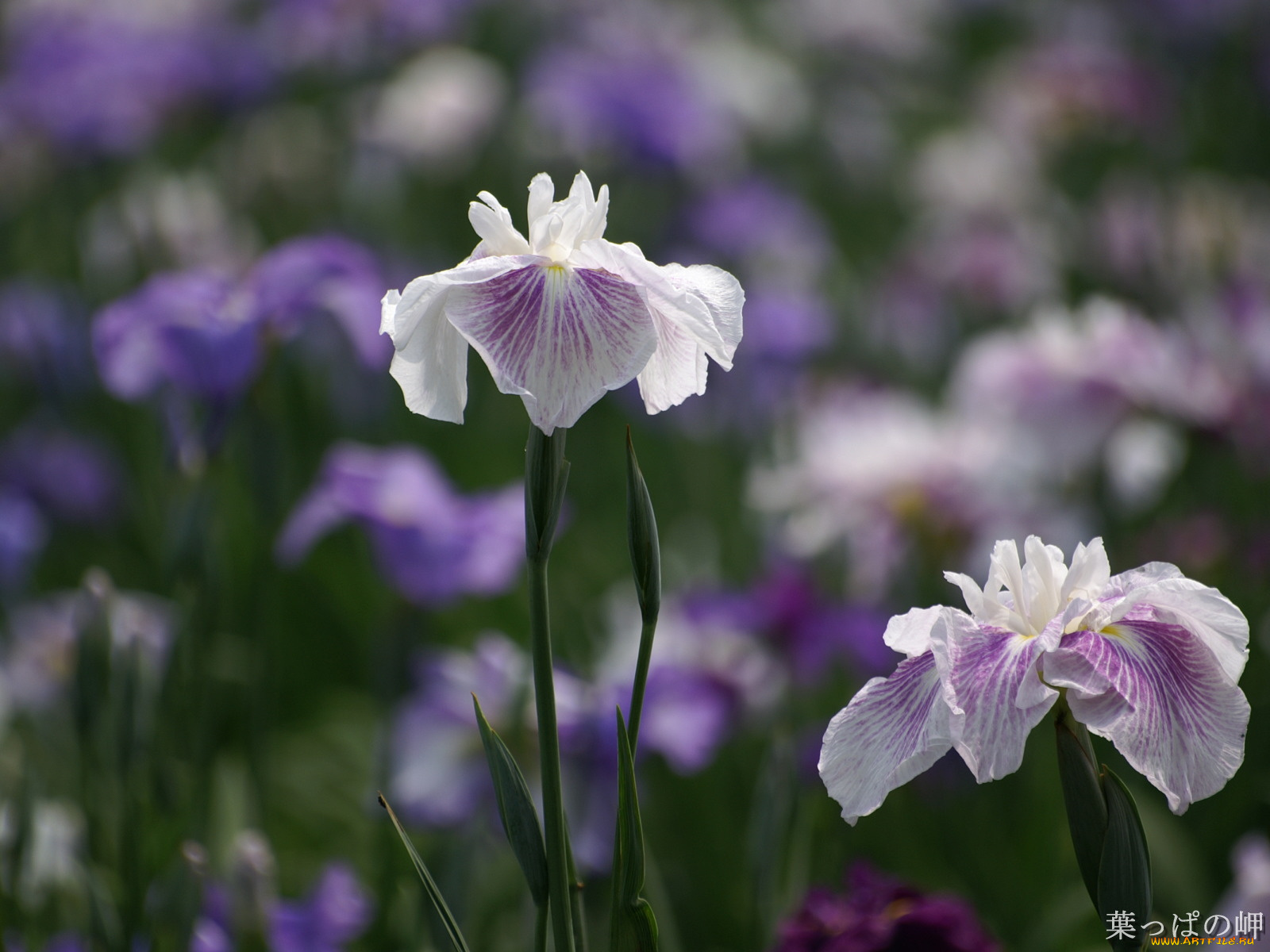 цветы, ирисы