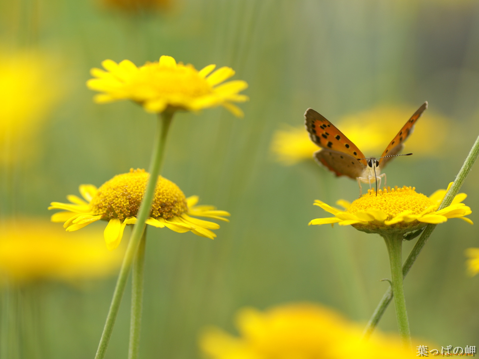 цветы, луговые, полевые