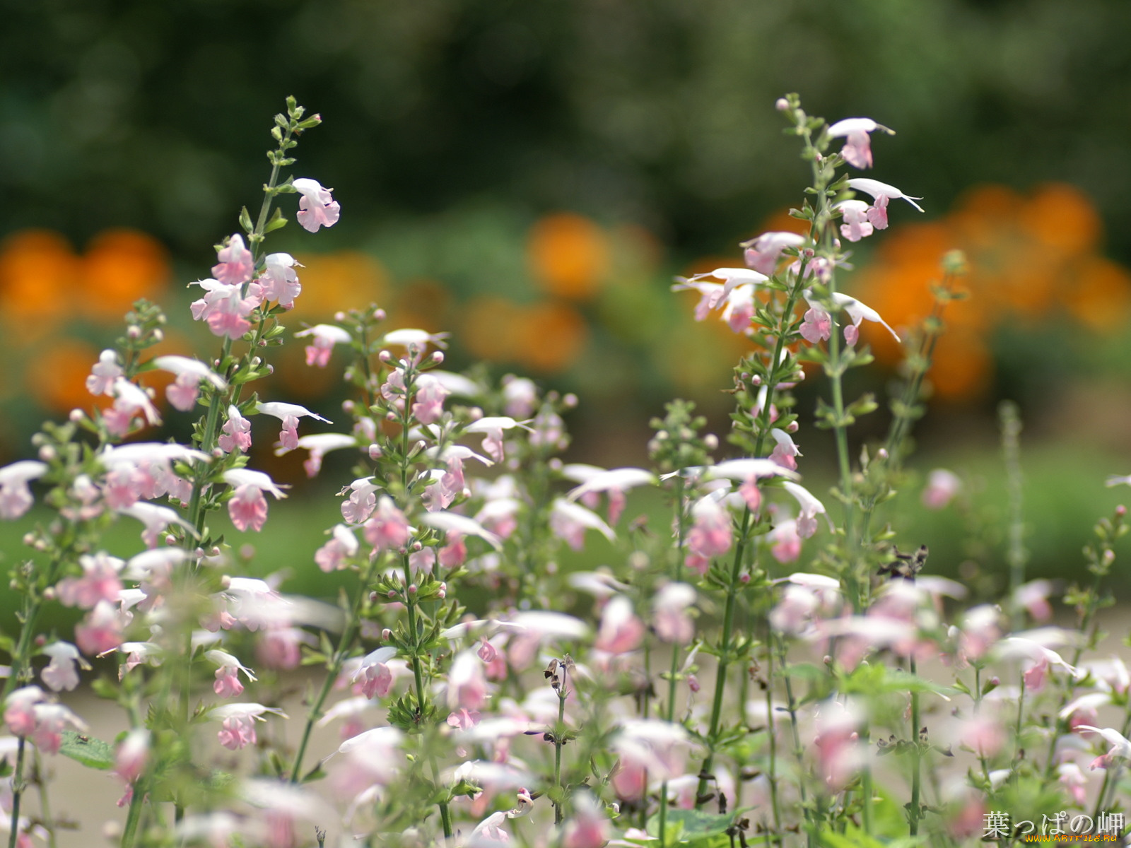 цветы, луговые, полевые