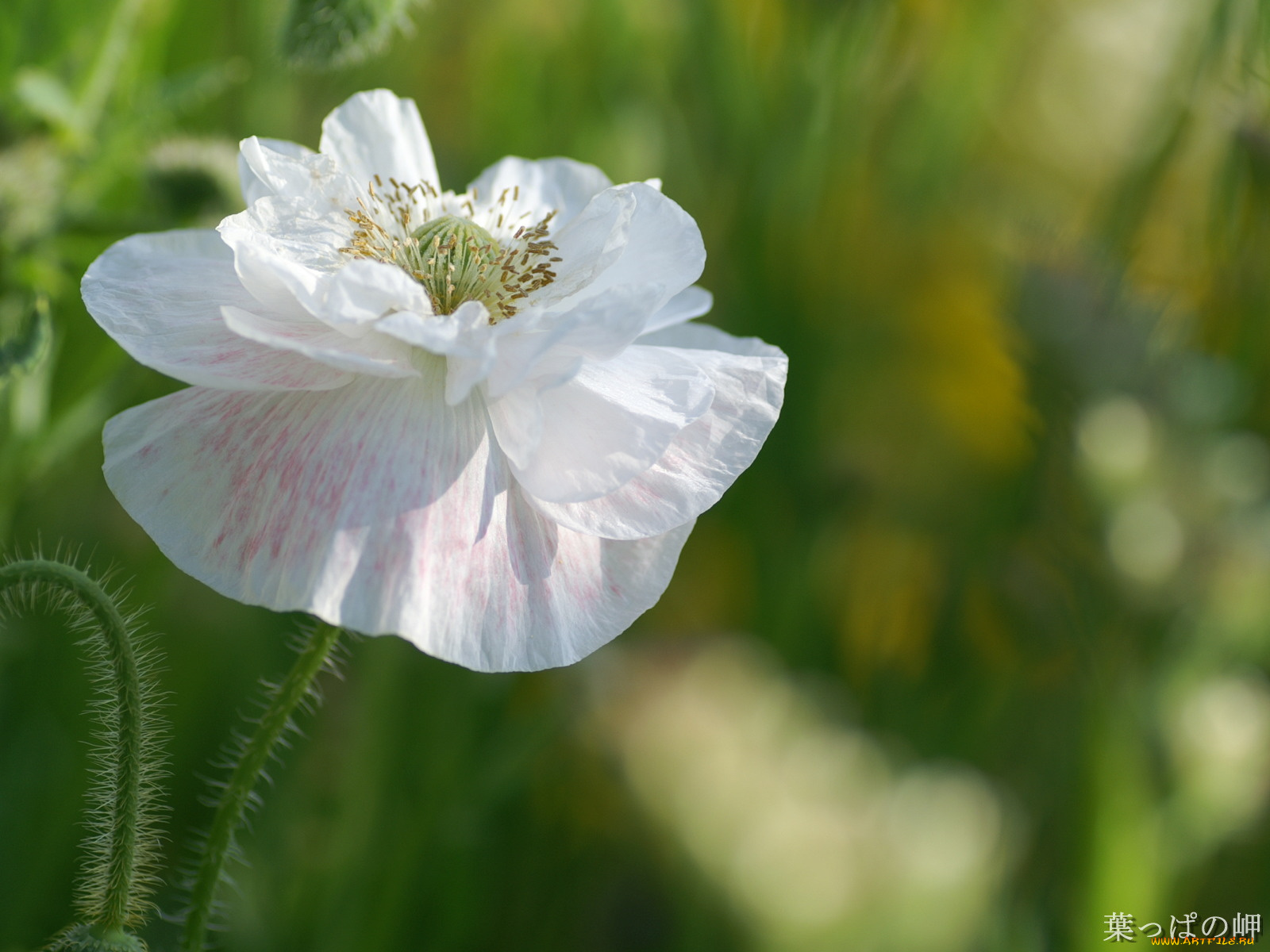 цветы, маки