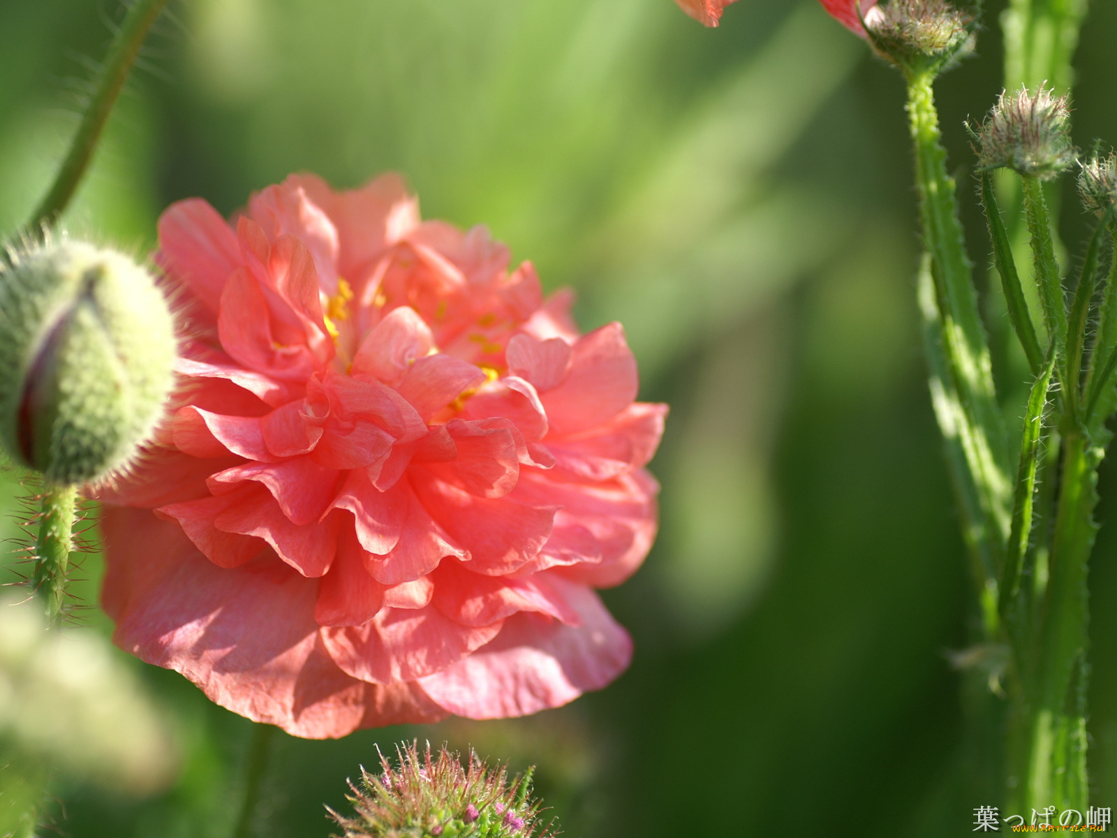 цветы, маки