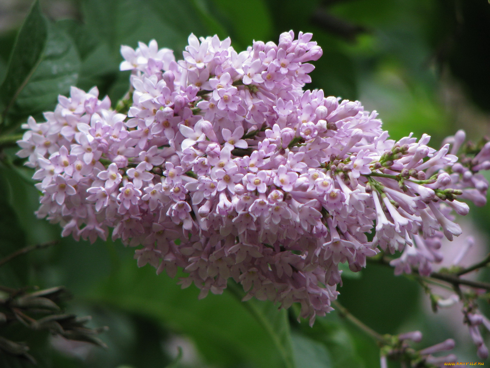 цветы, сирень