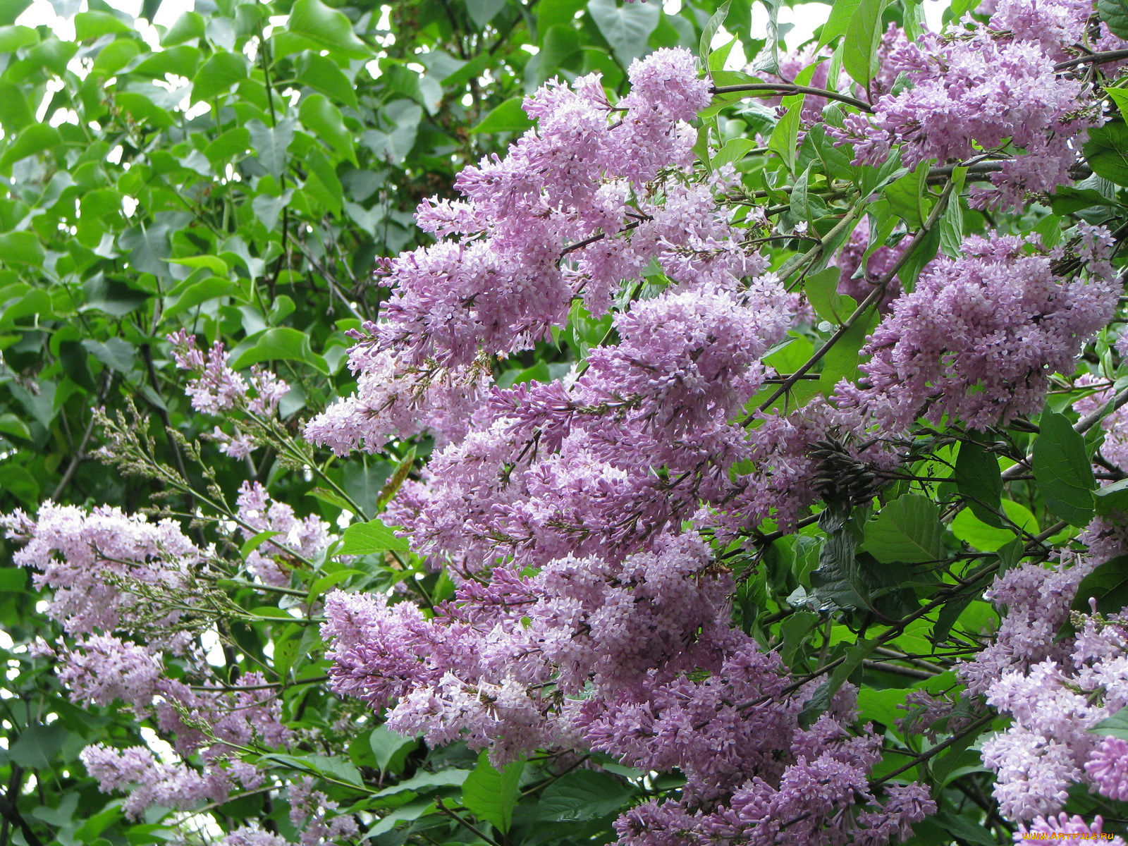 цветы, сирень