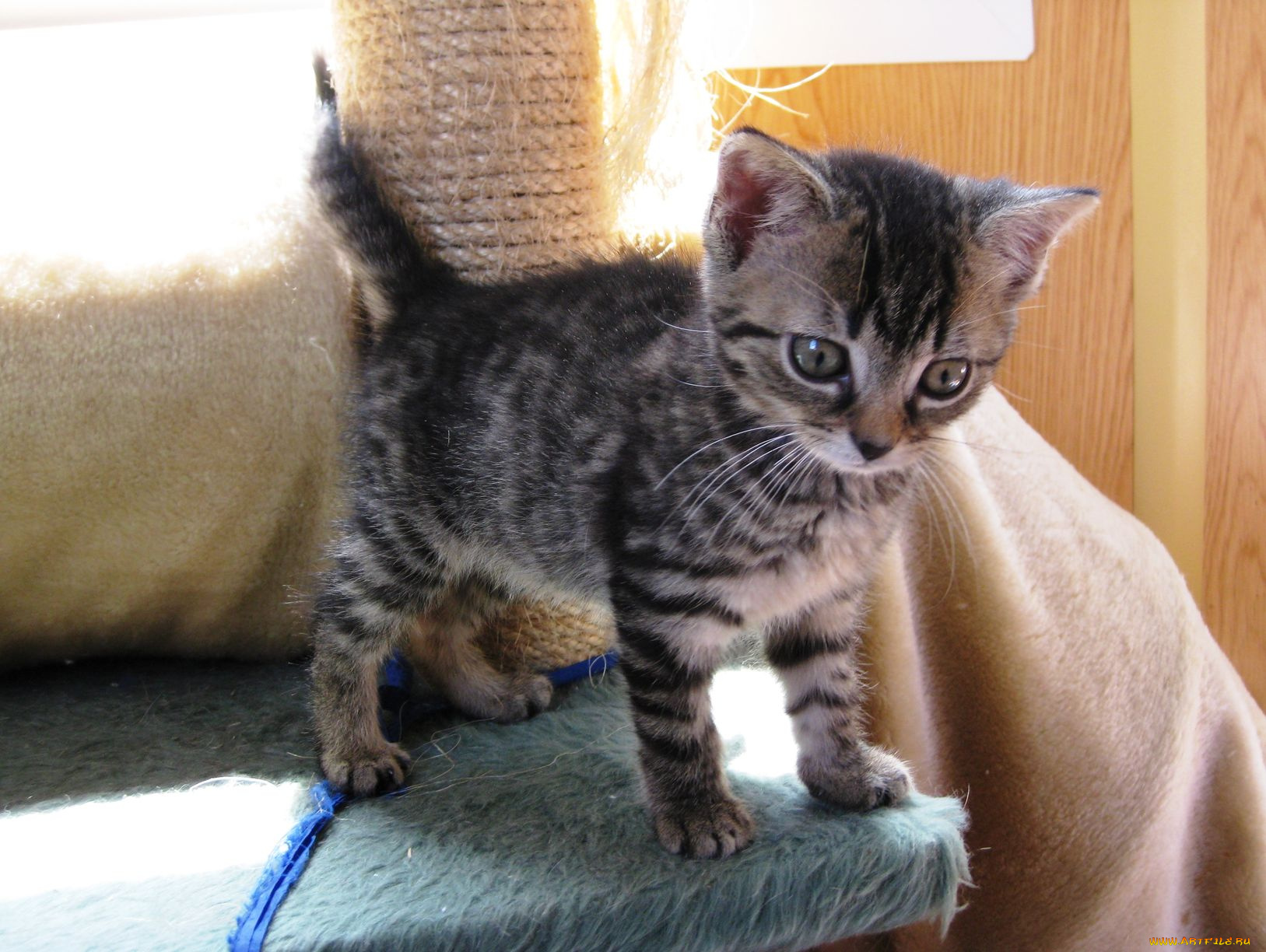 животные, коты, котенок