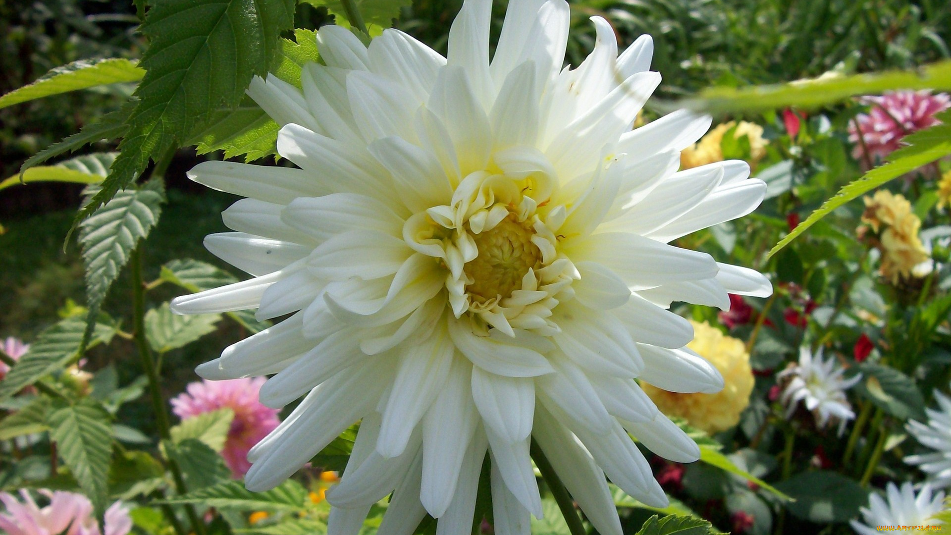 цветы, георгины, белый