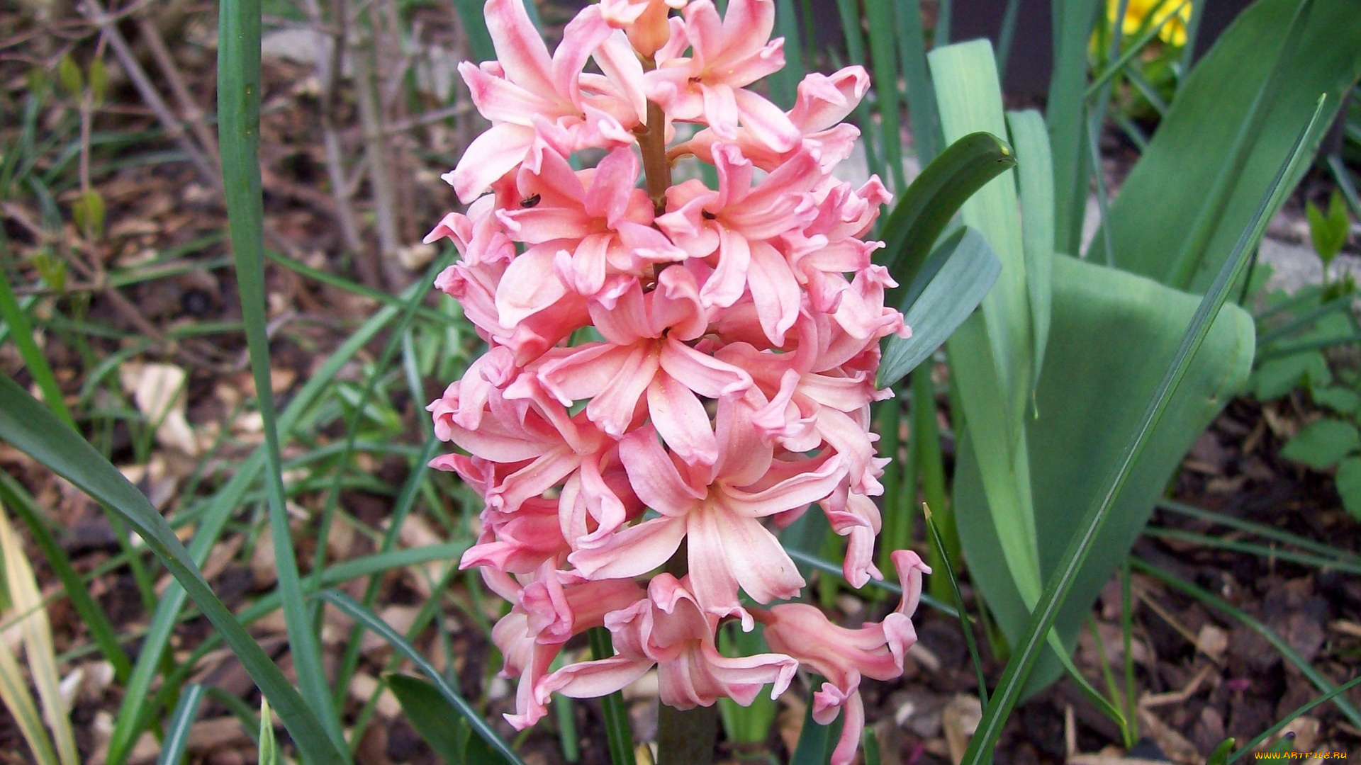 цветы, гиацинты, розовый