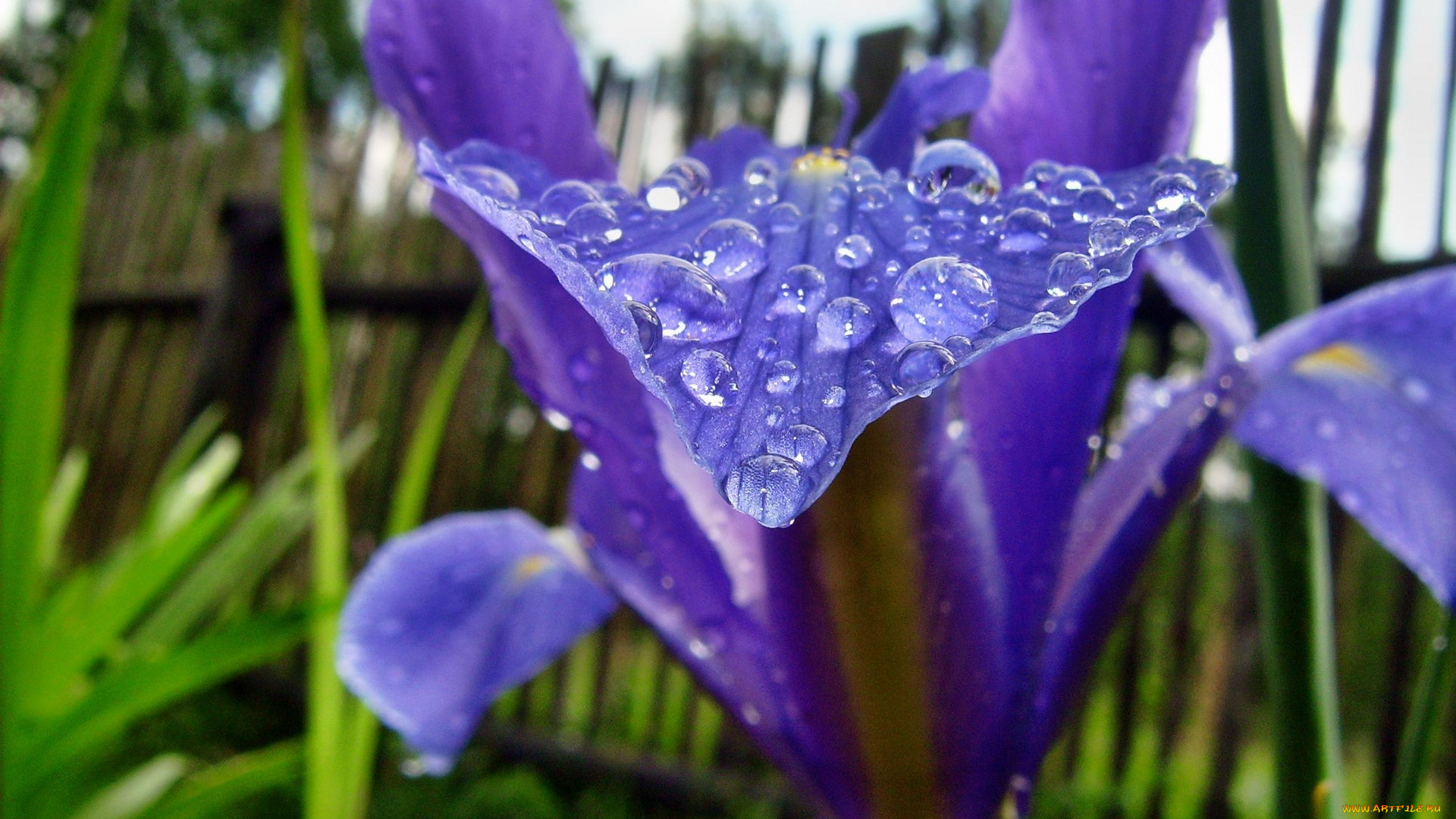 цветы, ирисы, капли, синий