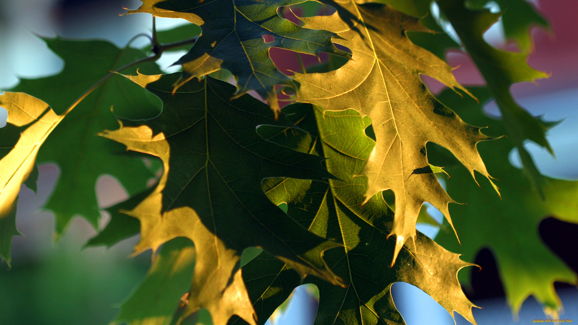 природа, листья, дуб