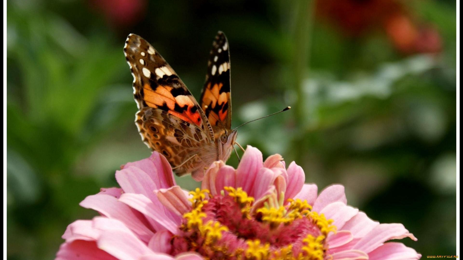 животные, бабочки, цветок, бабочка