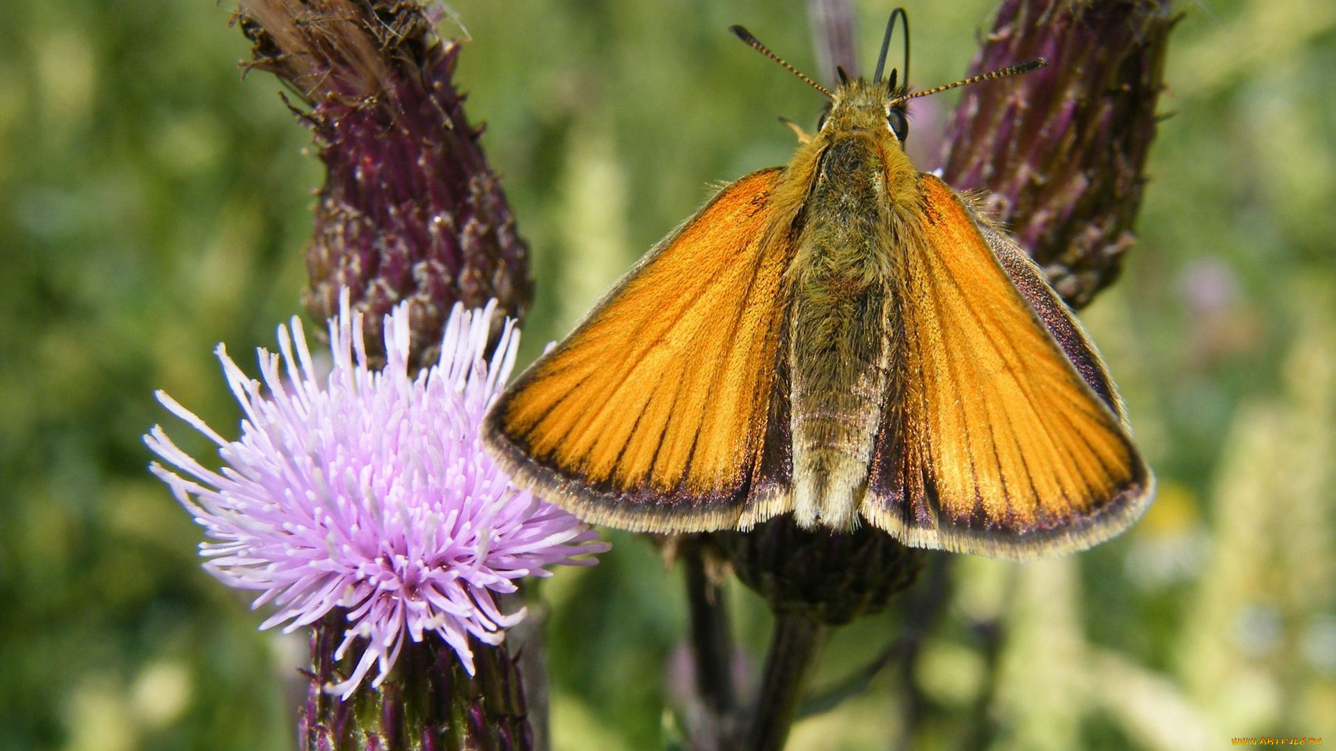 животные, бабочки, розовый, цветок, желтая, бабочка