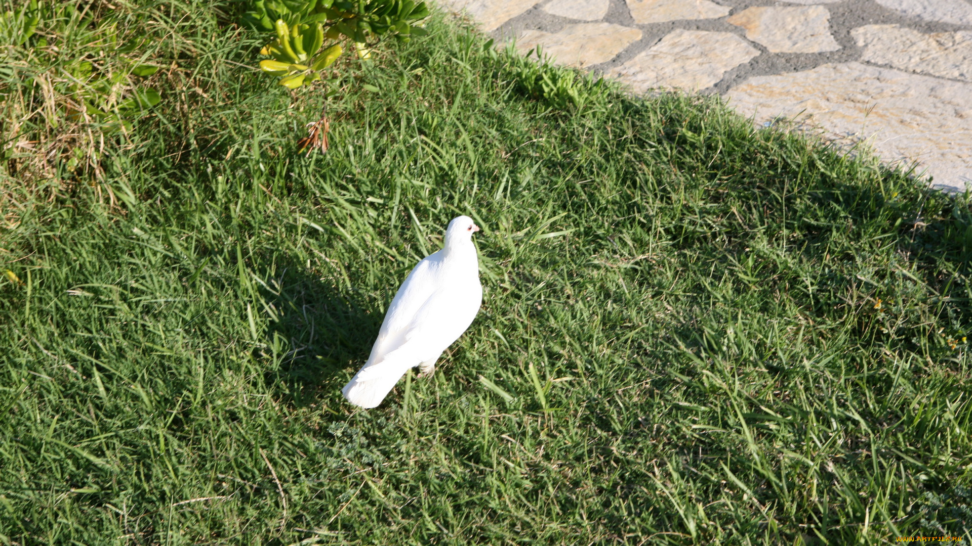 животные, голуби, белый, голубь