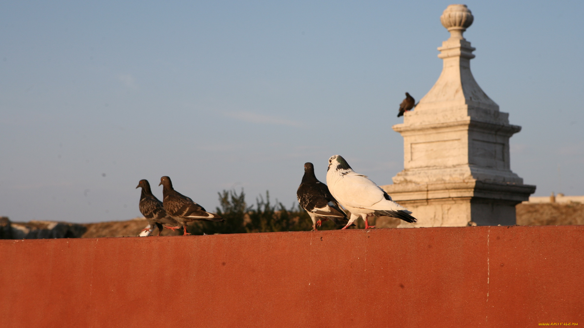 животные, голуби, крыша, птицы