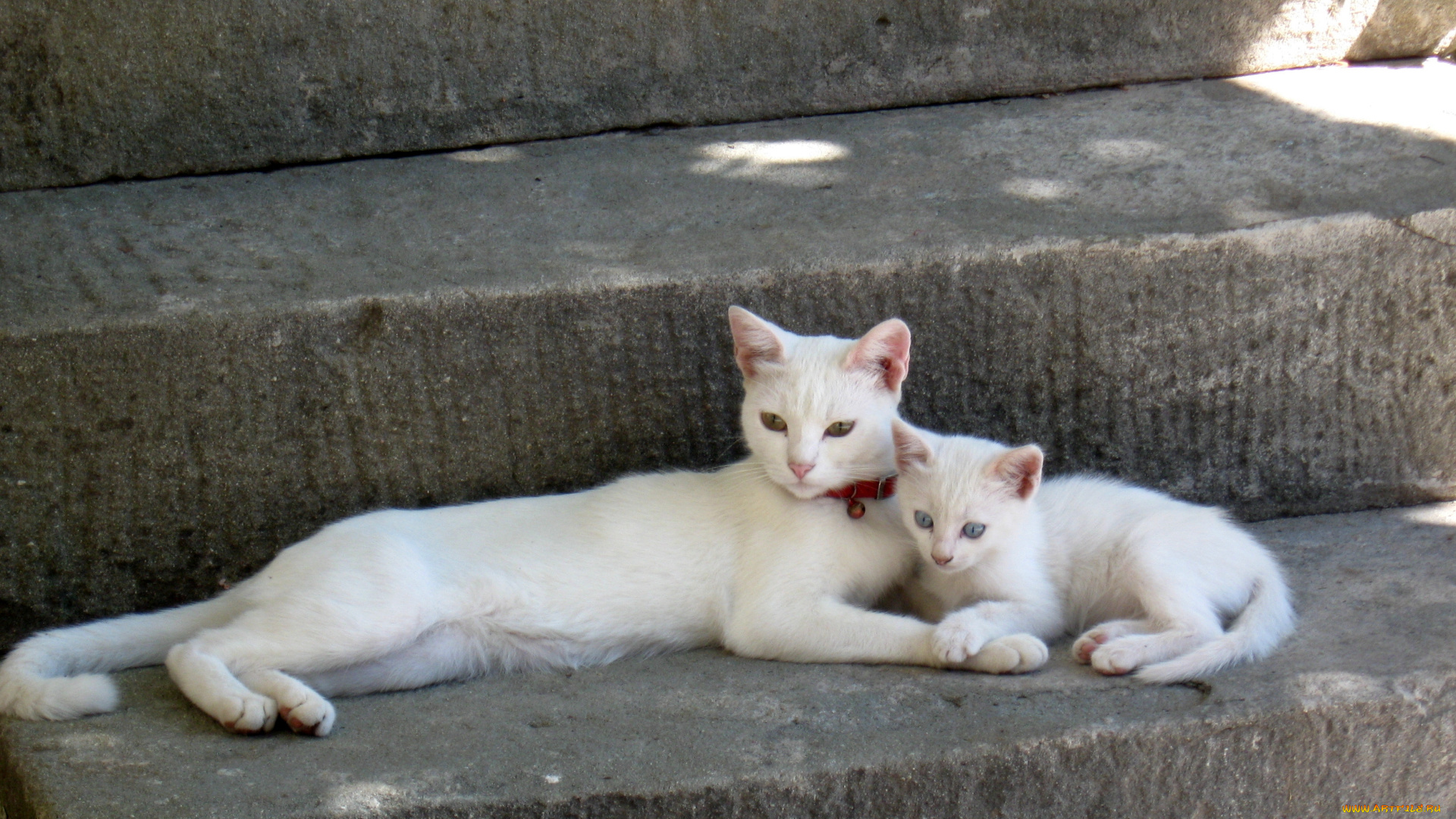 животные, коты, кошка, кот, котёнок, ступенька