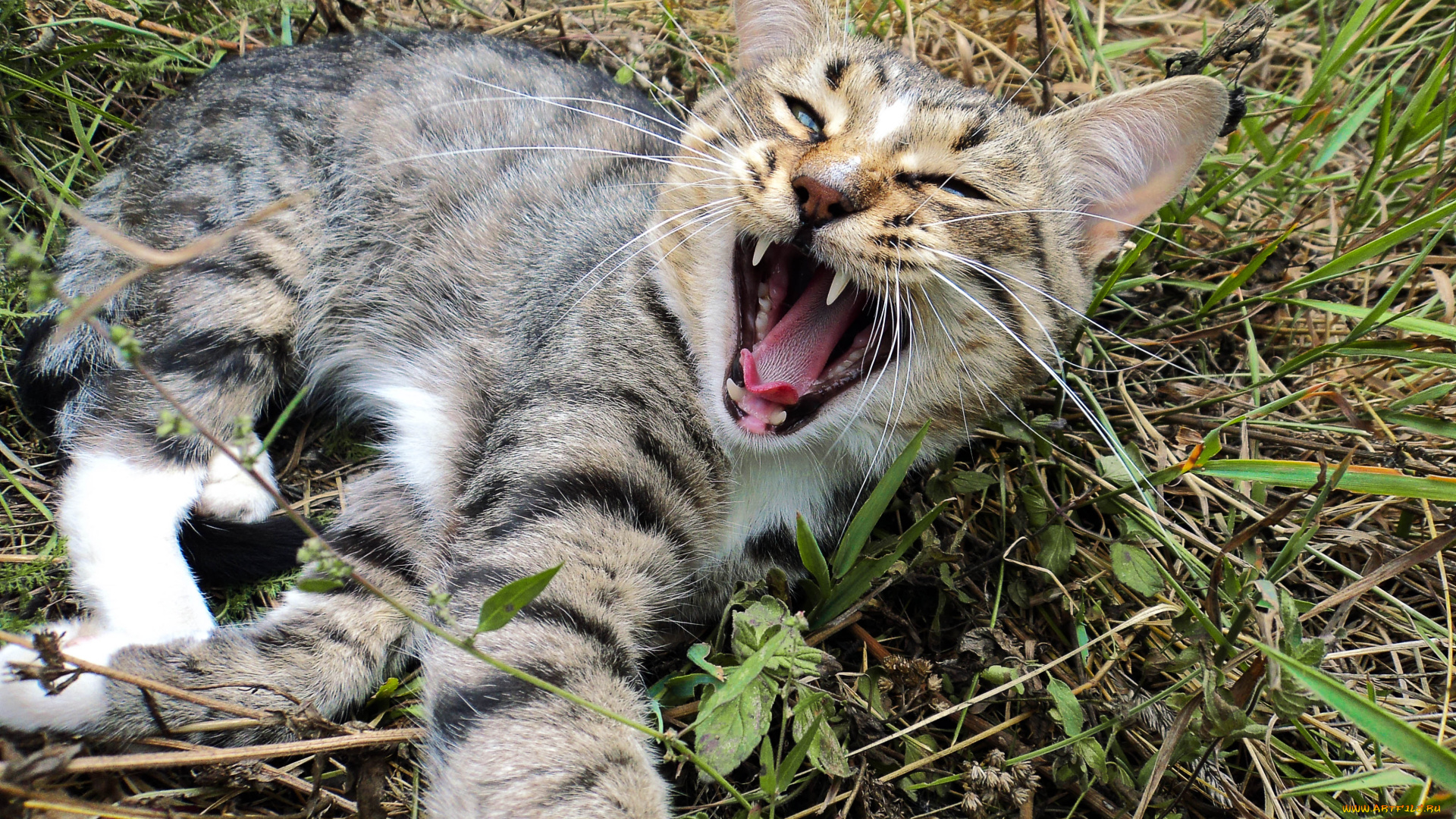 животные, коты, кошка, кот, пасть, зевота