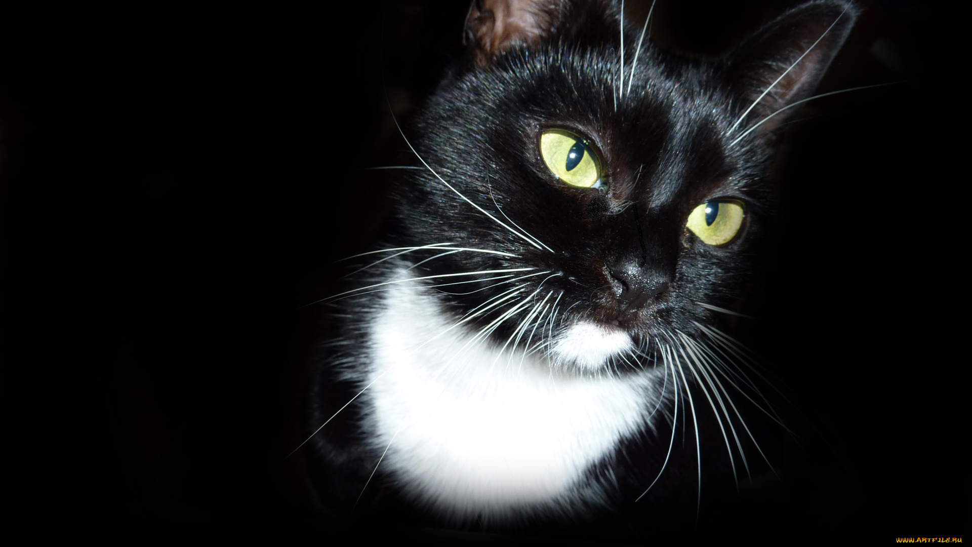животные, коты, кот, кошка, чёрный, голова