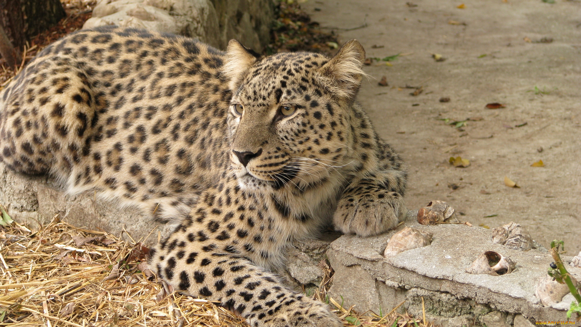 животные, леопарды, леопард