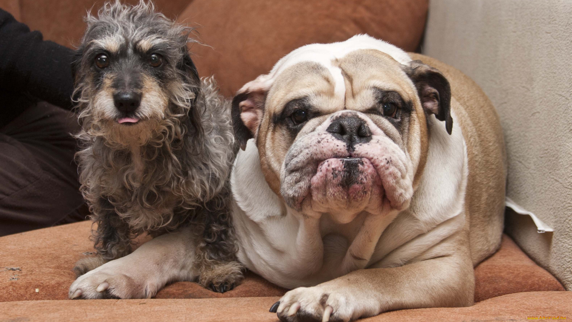 животные, собаки, бульдог