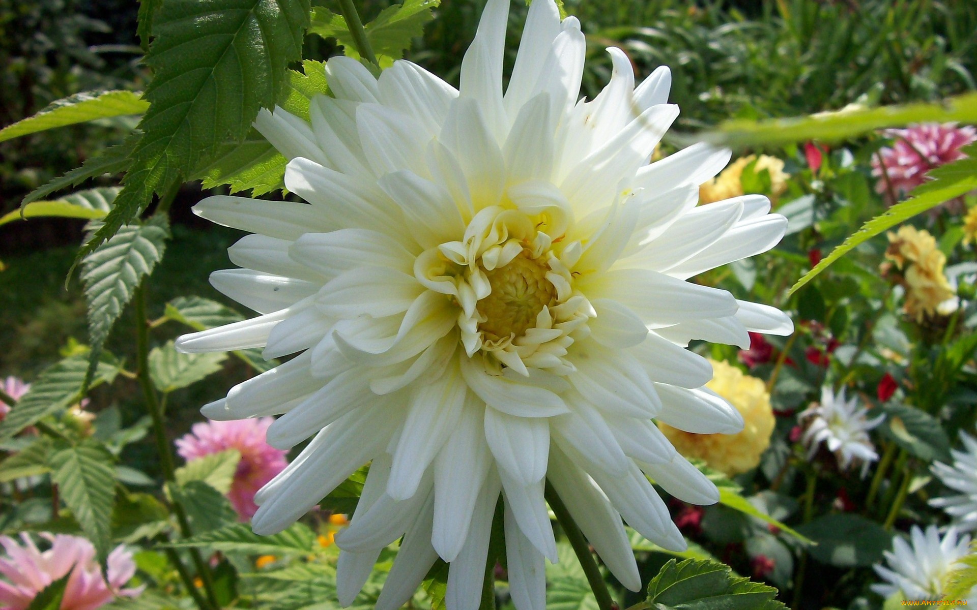 цветы, георгины, белый