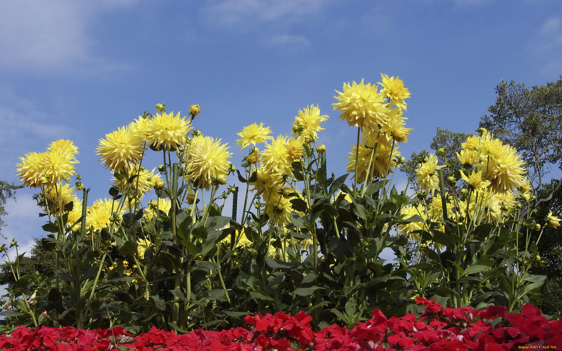 цветы, георгины, небо, желтые