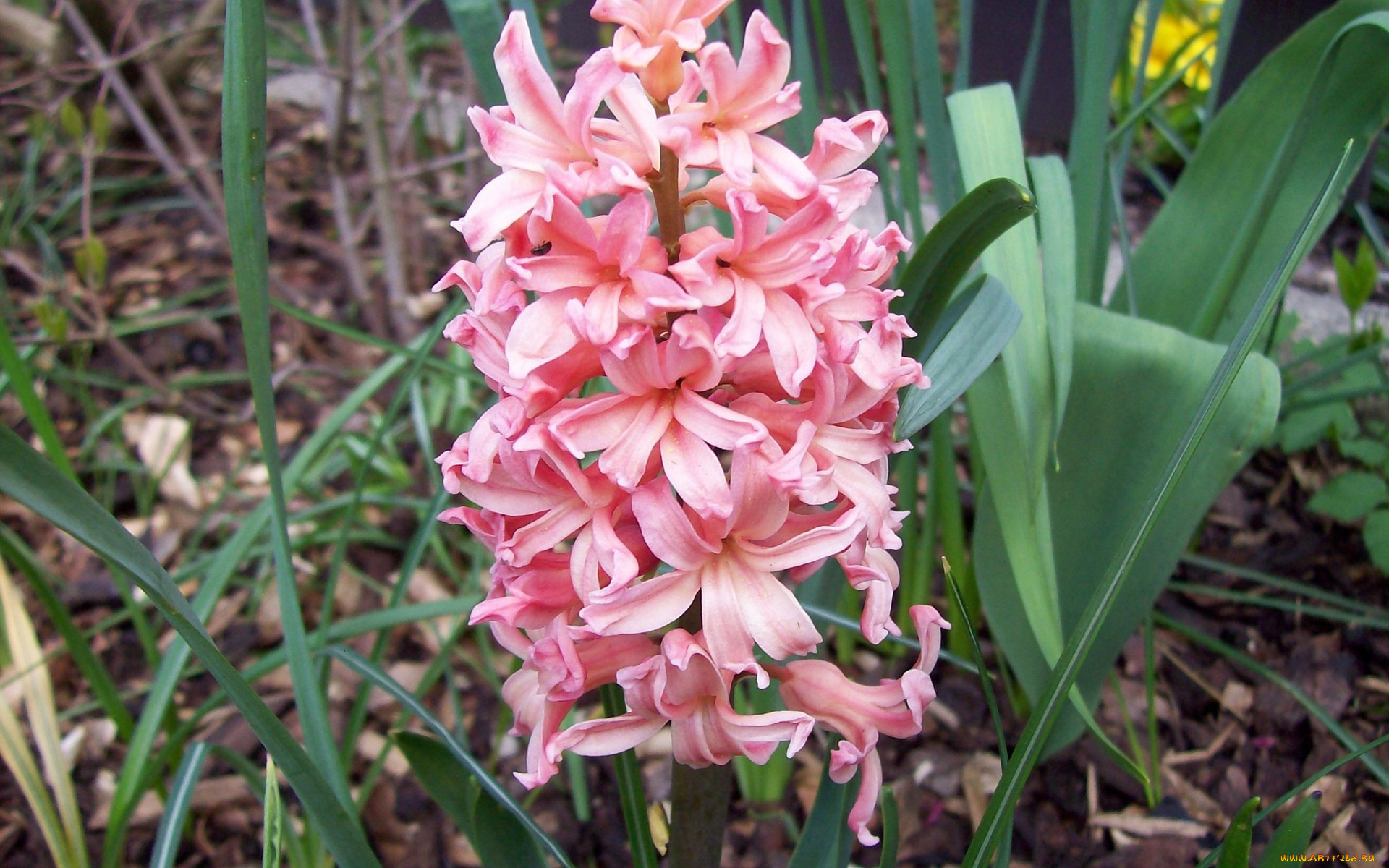 цветы, гиацинты, розовый