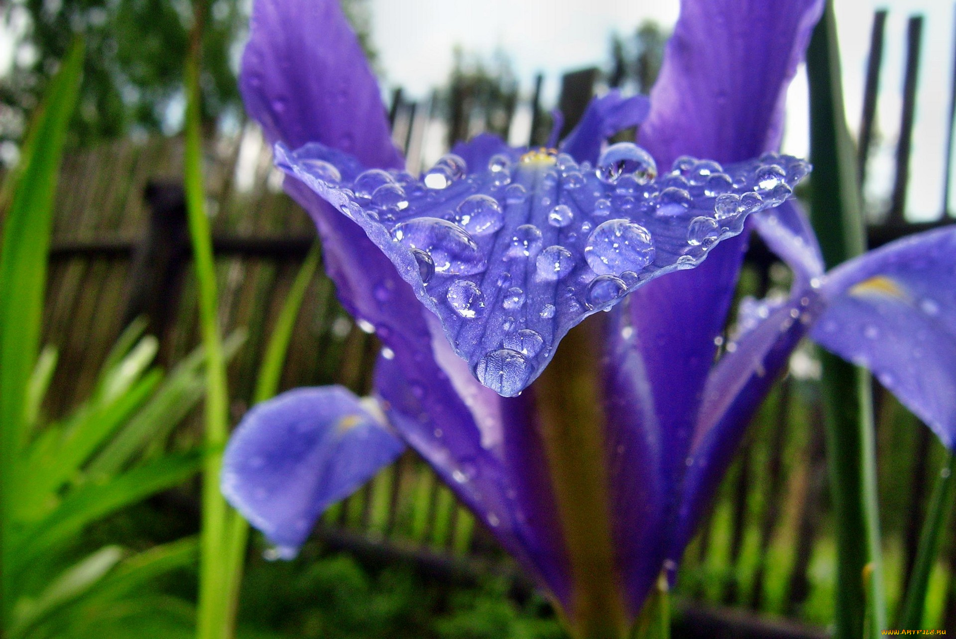 цветы, ирисы, капли, синий