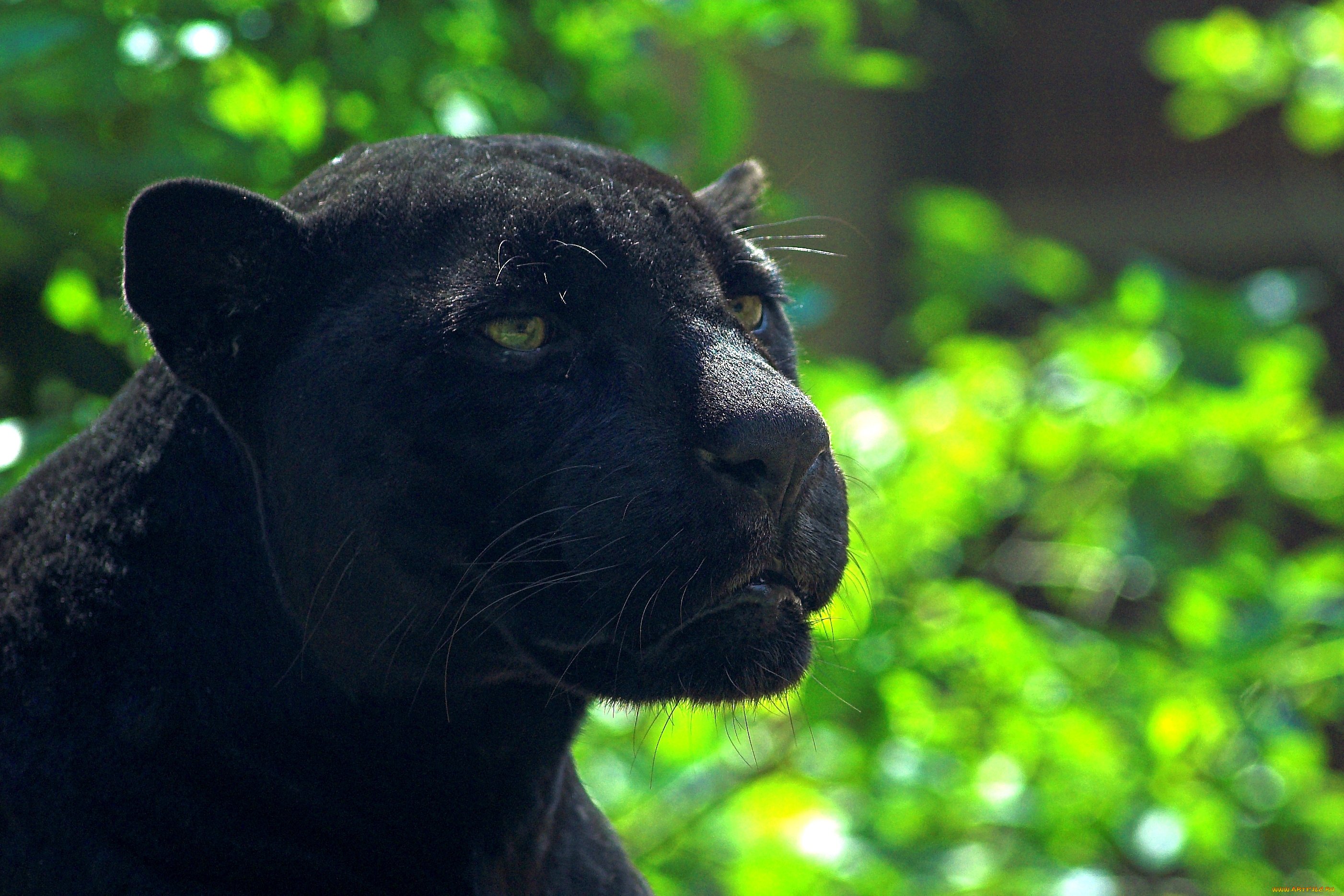 животные, пантеры, пантера, чёрный, ягуар