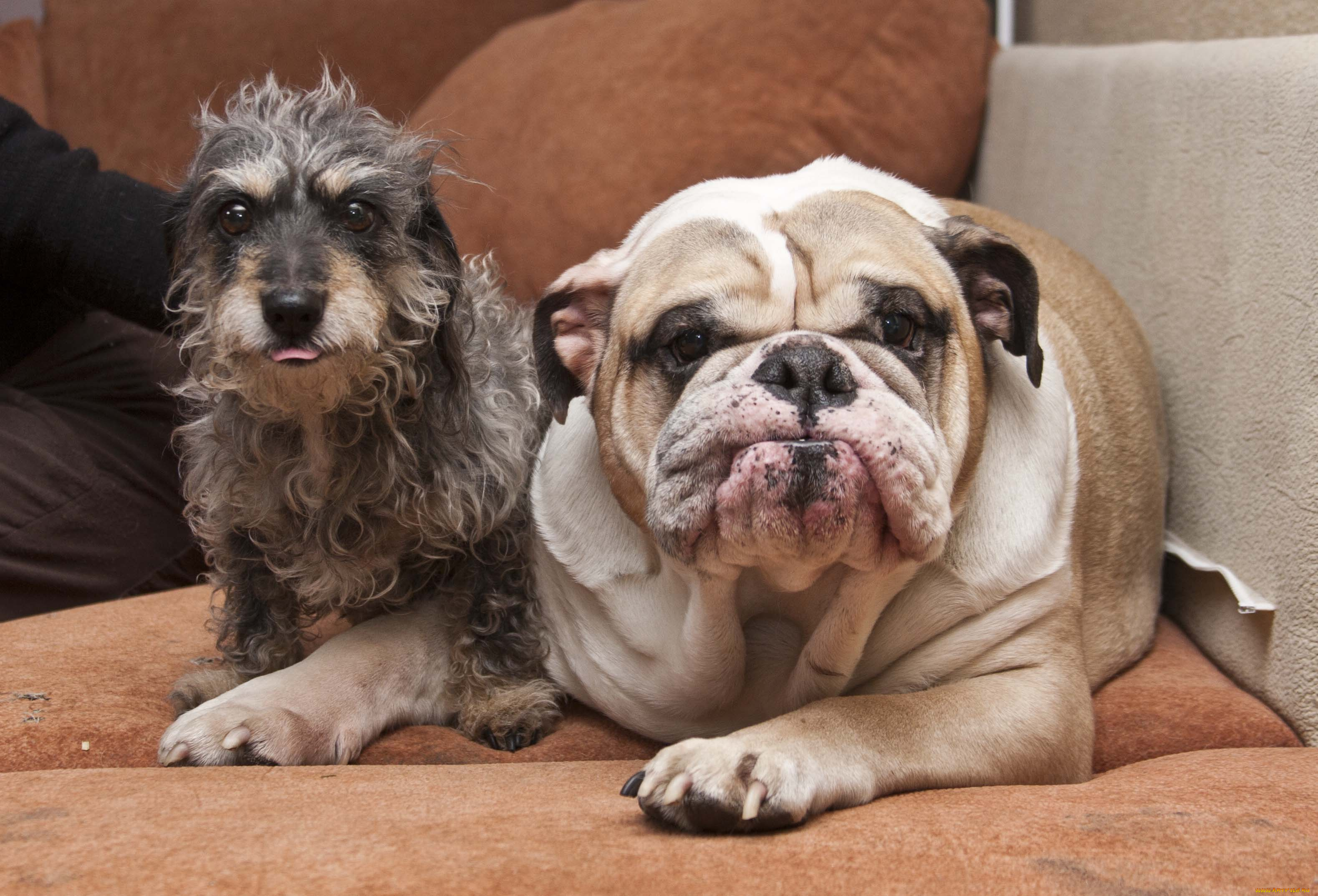 животные, собаки, бульдог