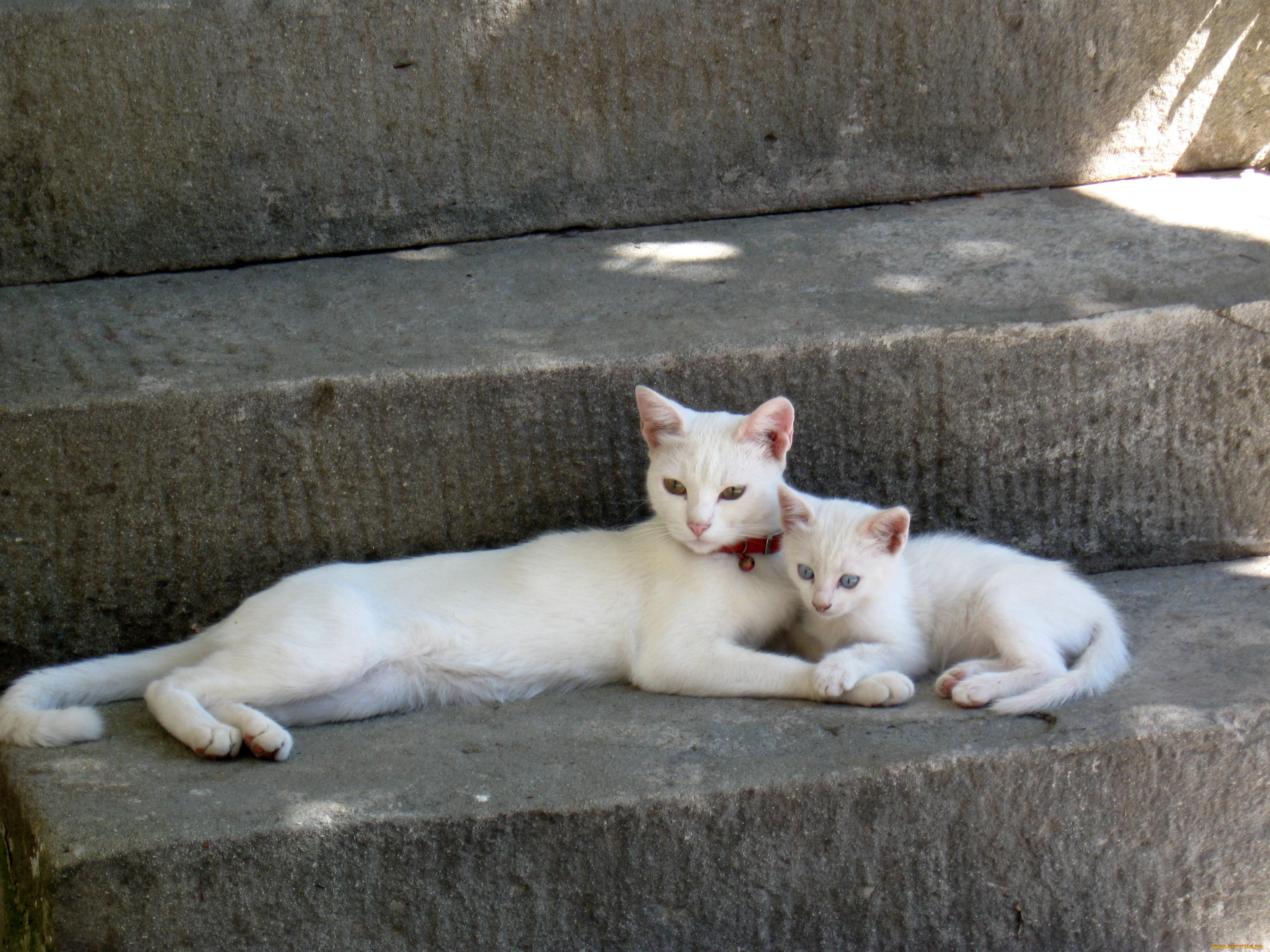 животные, коты, кошка, кот, котёнок, ступенька