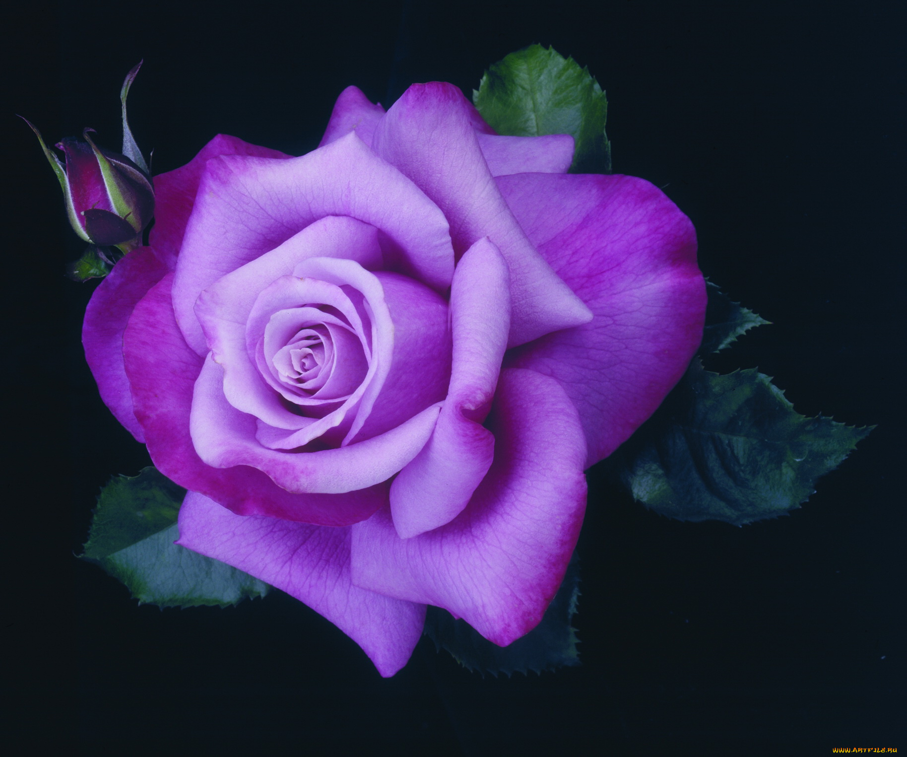 роза, barbra, streisand, цветы, розы