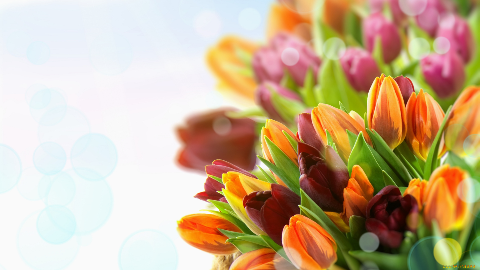 цветы, тюльпаны, бутоны