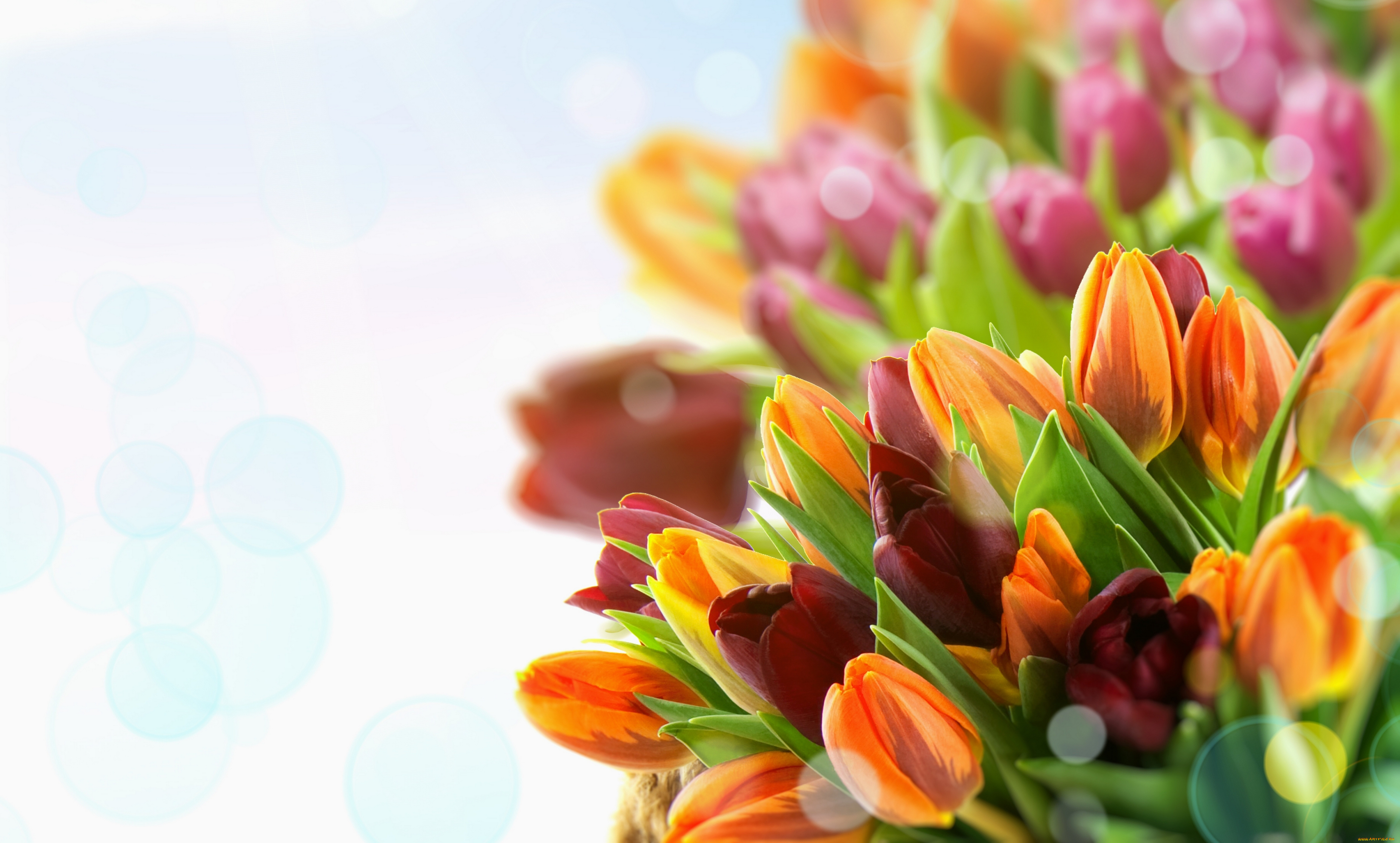 цветы, тюльпаны, бутоны