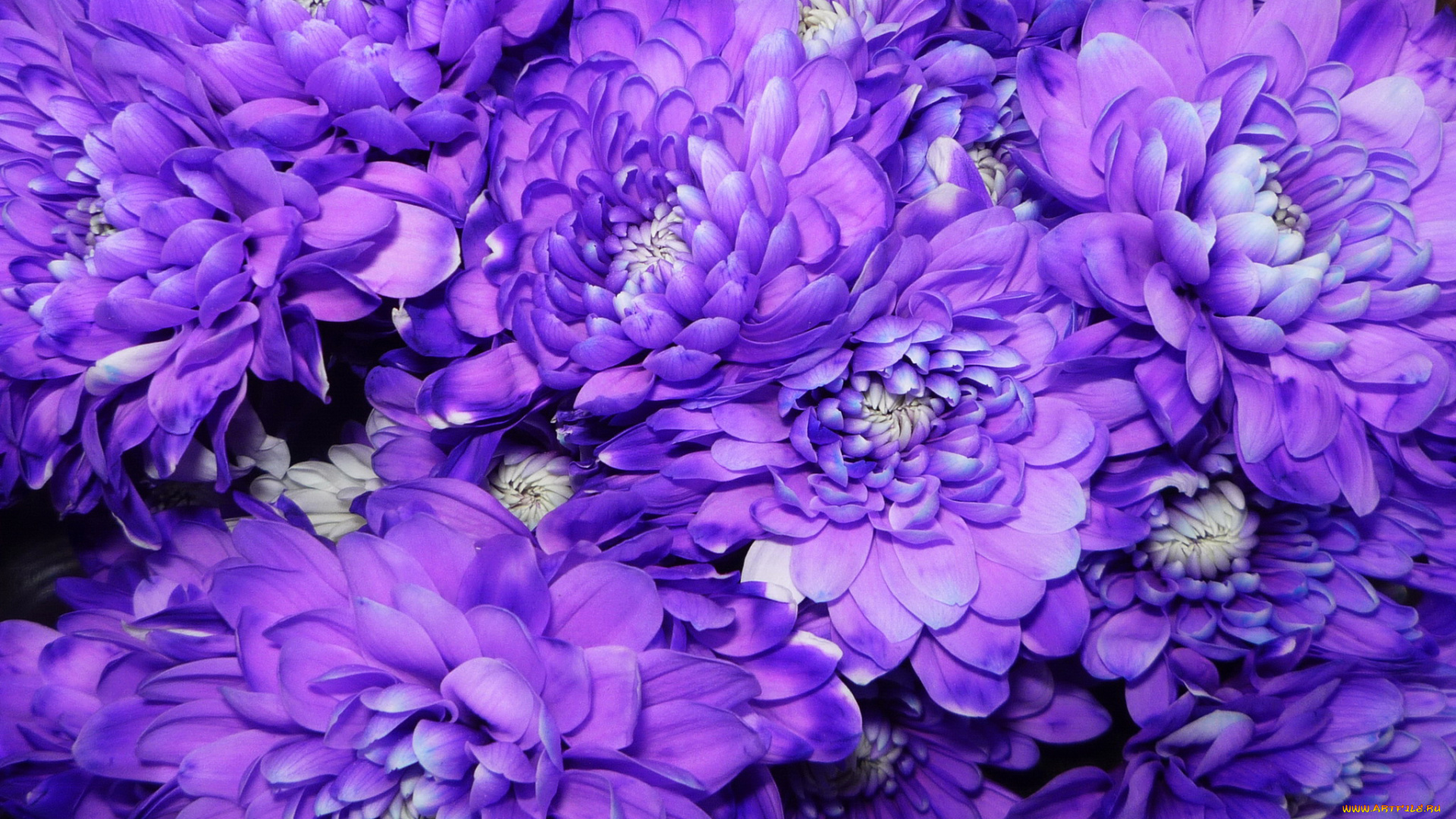 цветы, хризантемы, фиолетовые