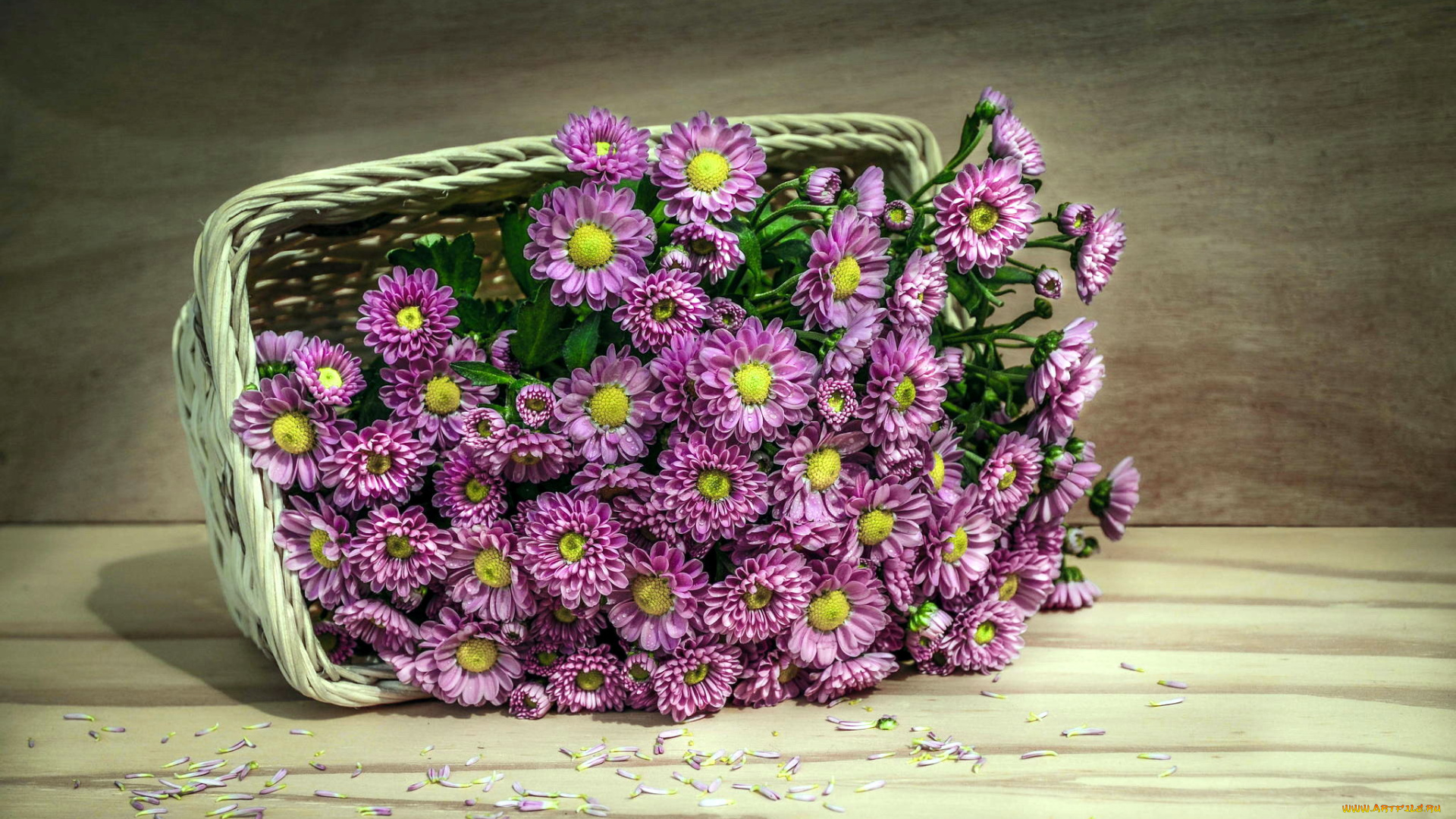 цветы, хризантемы, корзинка