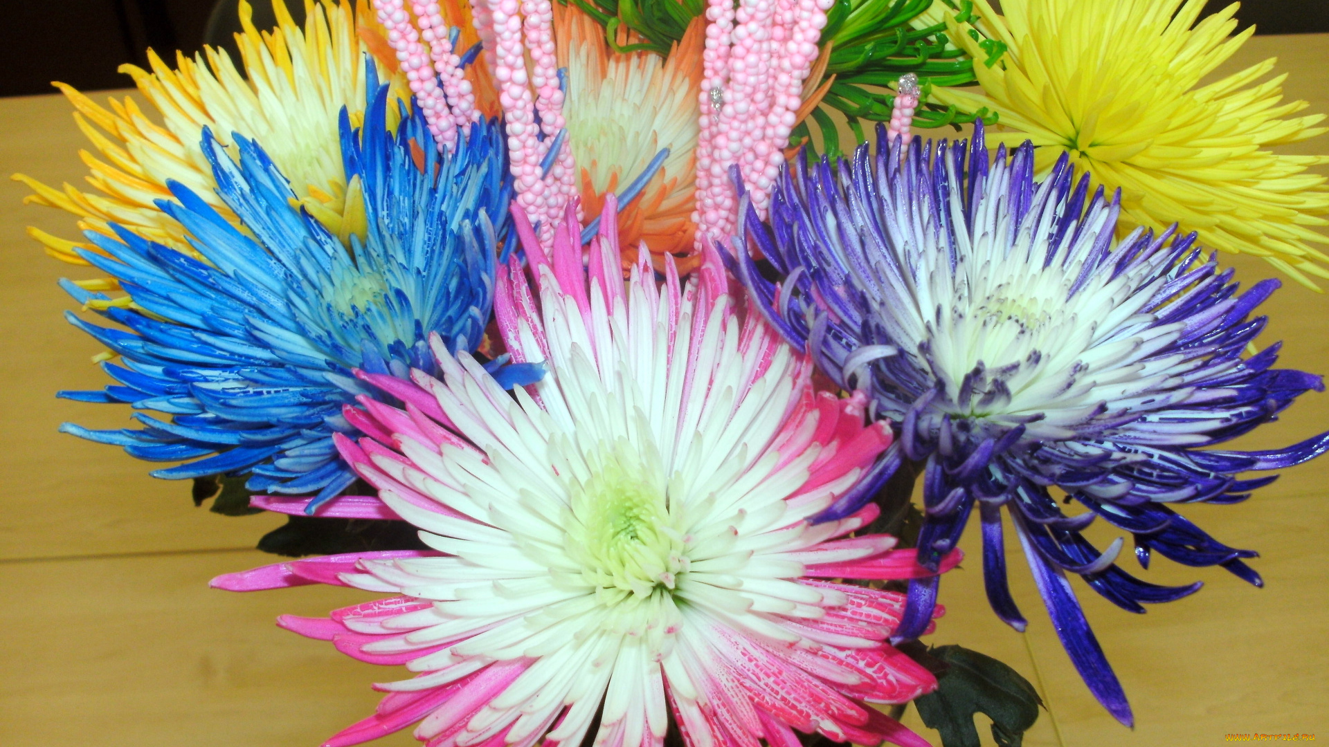 цветы, хризантемы, разноцветные