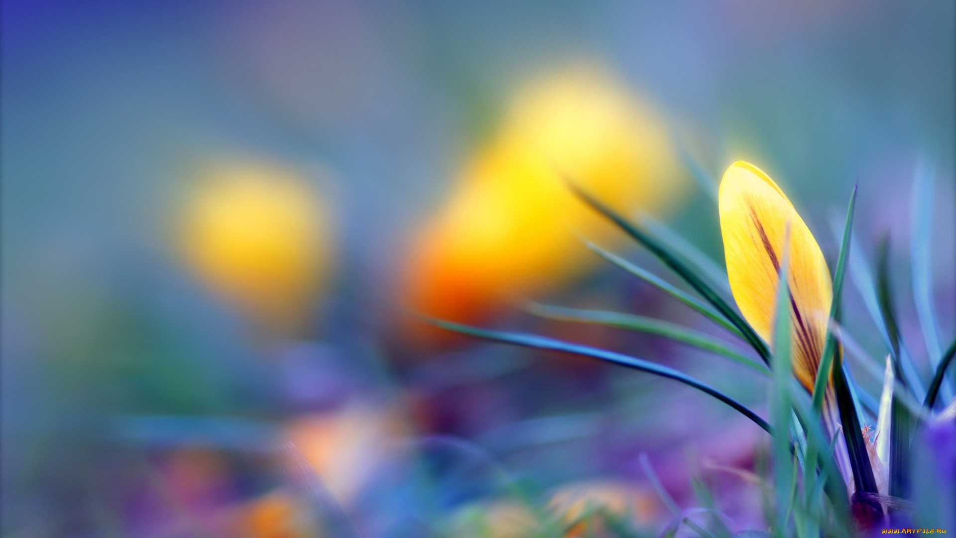 цветы, крокусы, крокус, желтый, бутон, размытость