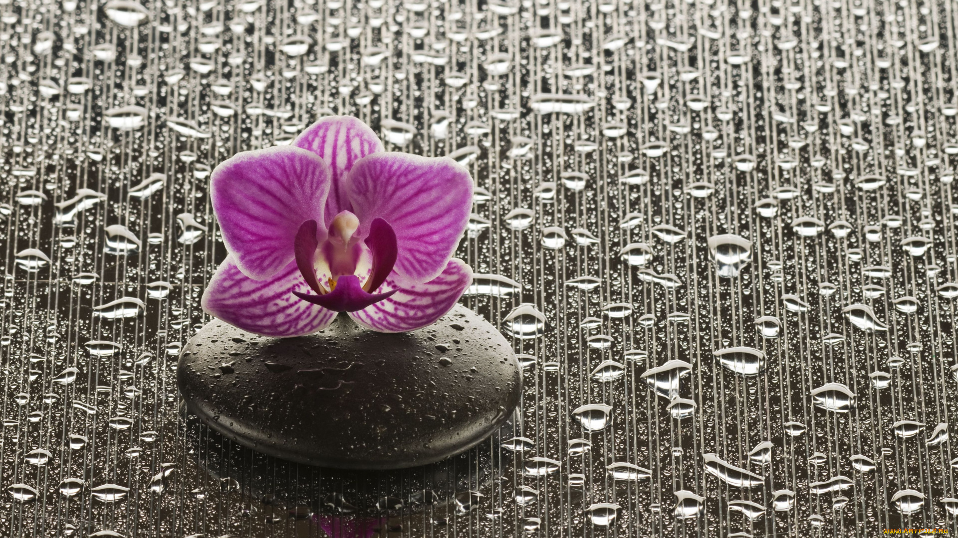 цветы, орхидеи, капли, камень