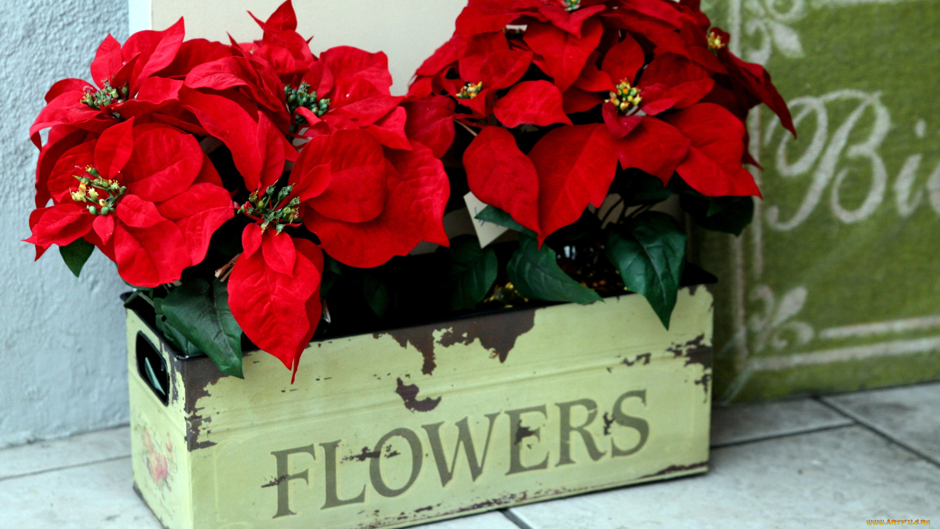 цветы, пуансеттия, алый